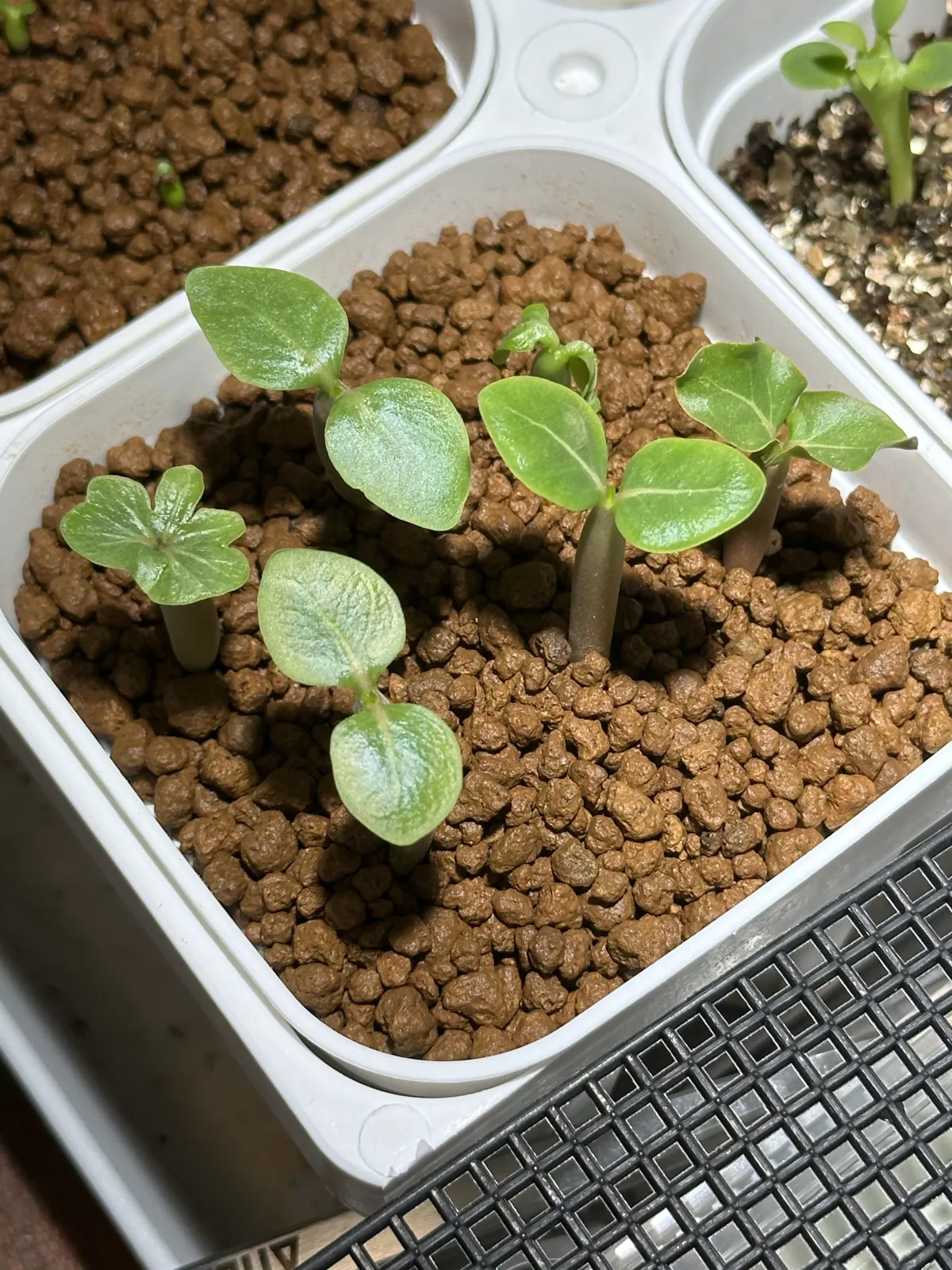 Adenium arabicum Black Dragon (アデニウム ブラックドラゴン)