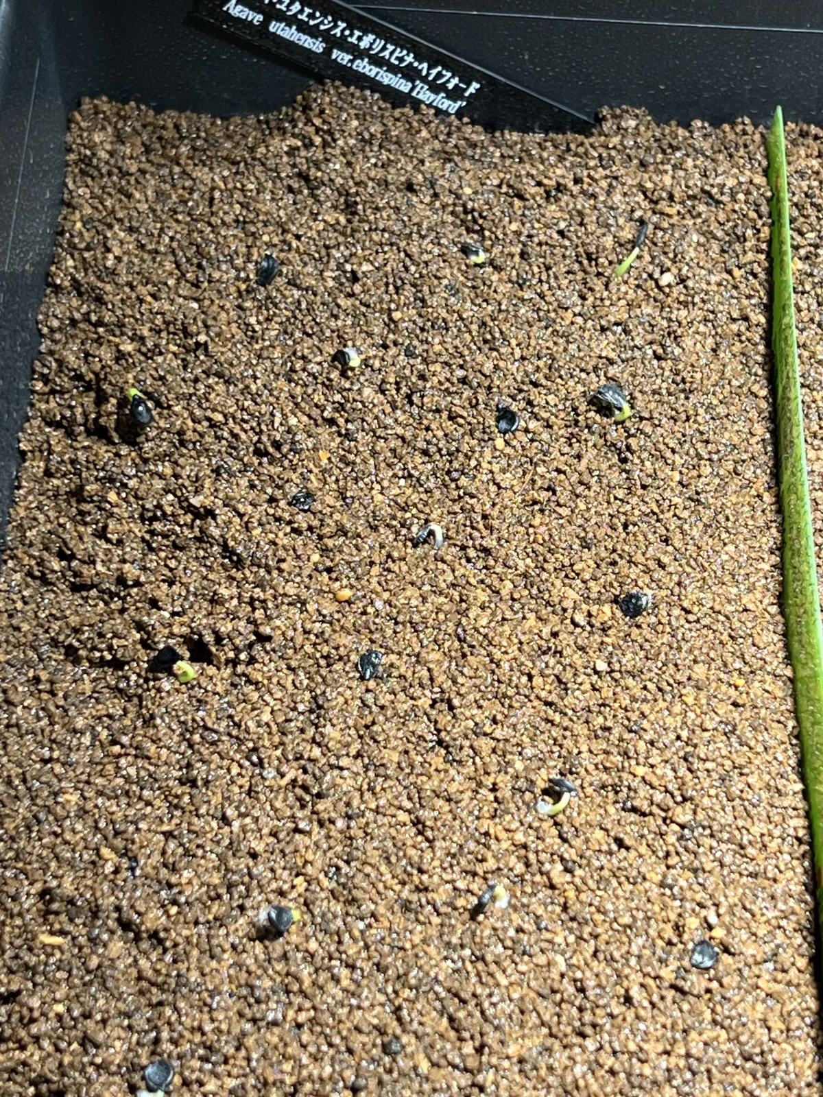 Agave utahensis var. eborispina (アガベ エボリスピナ ヘイフォード)