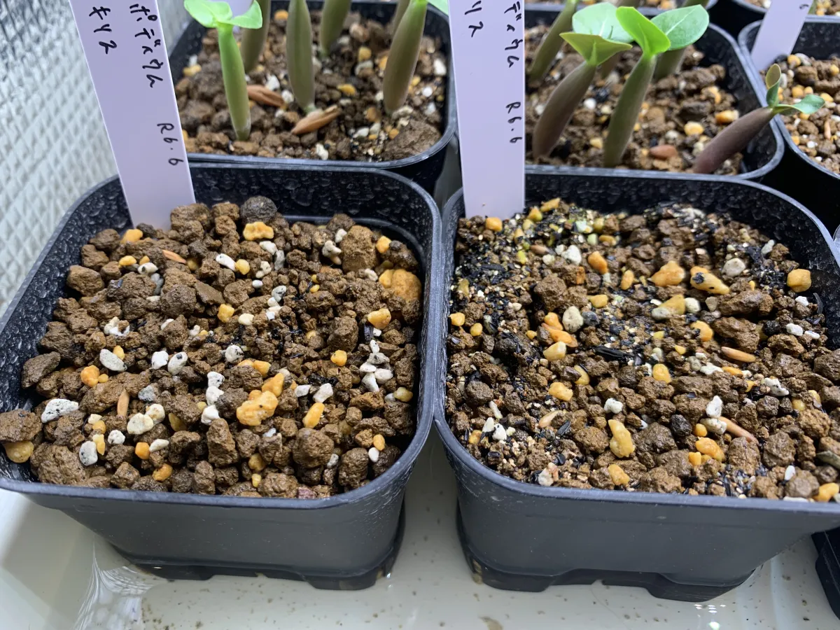 Pachypodium rosulatum var. gracilius ([無料種子] 発芽難 パキポディウム グラキリス　)