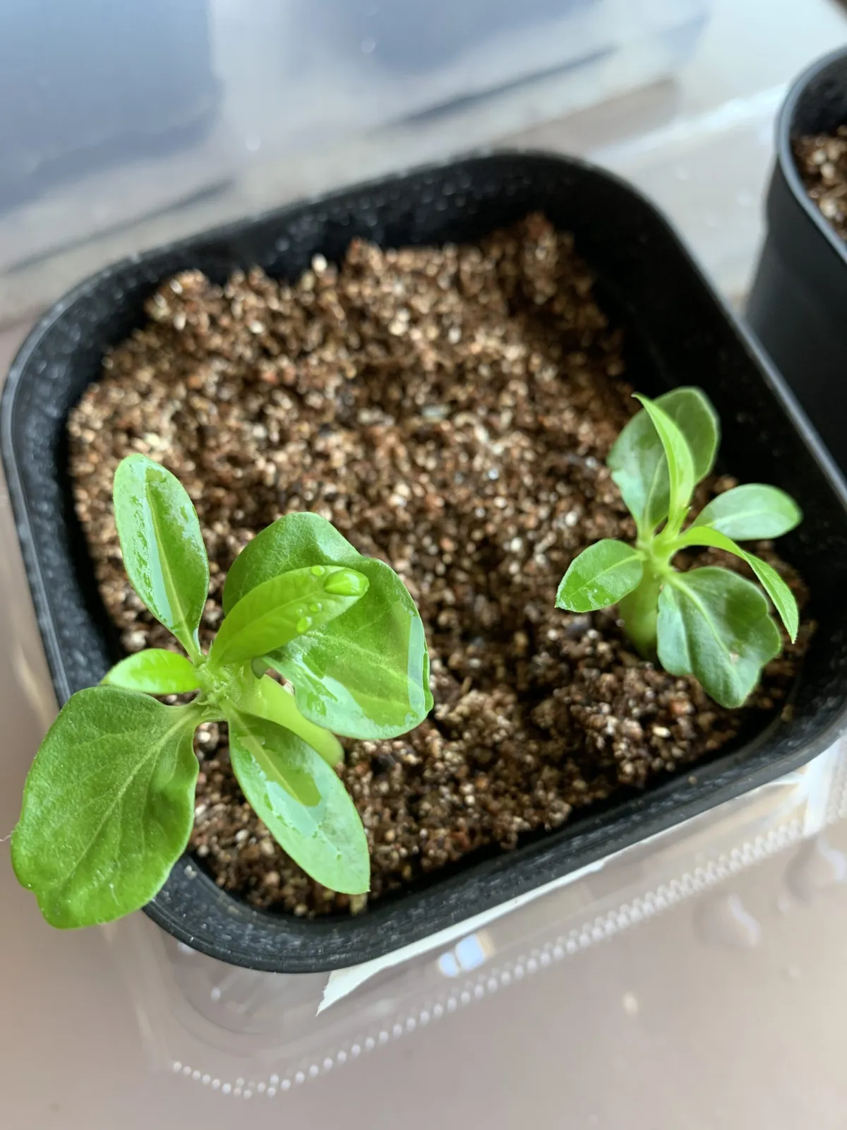 Pachypodium lamerei var. ramosum (パキポディウム ラモサム)