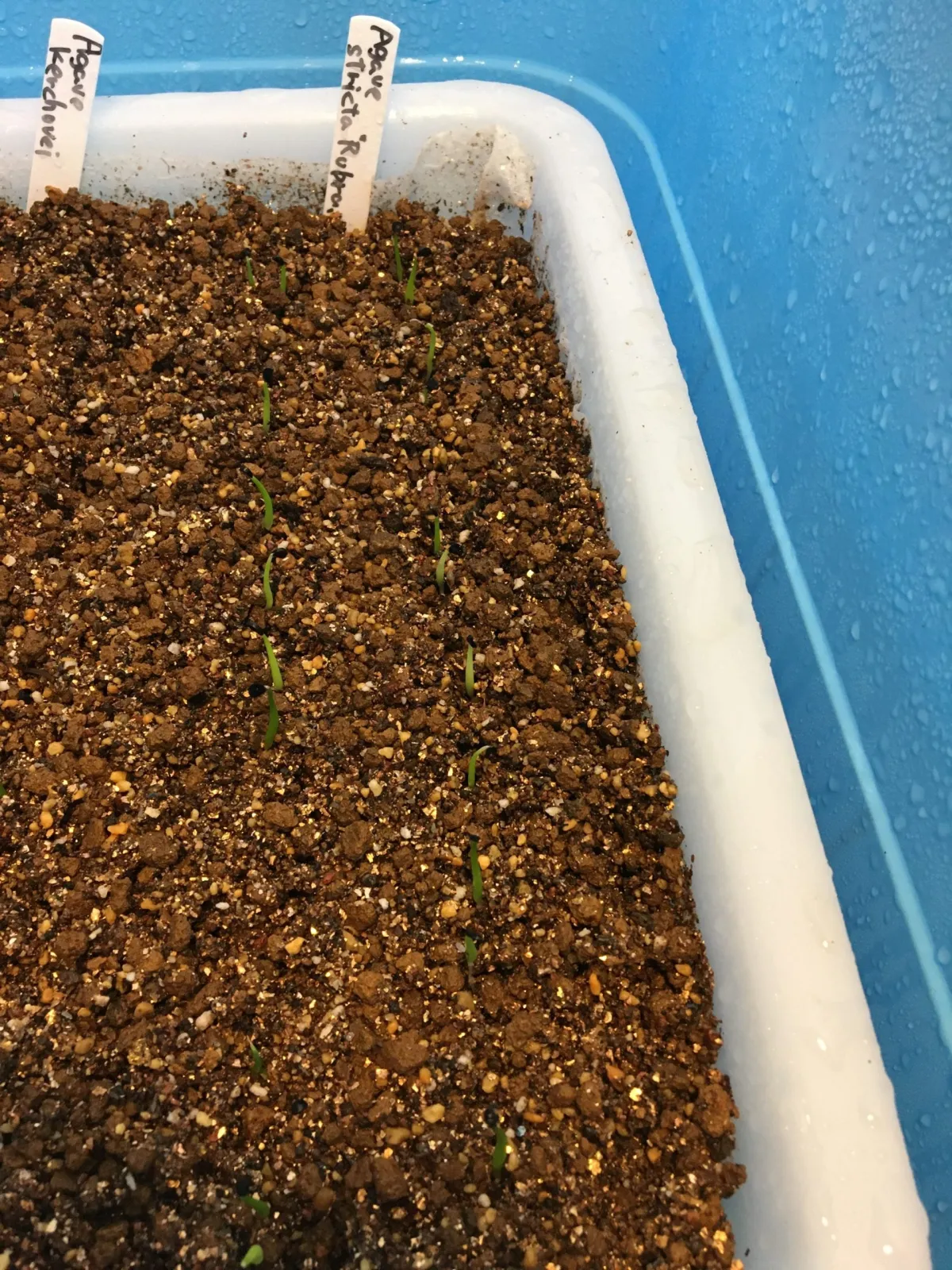 Agave titanota Blue Lot. (アガベ チタノタブルー)