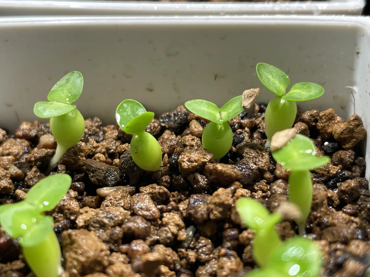 Pachypodium succulentum (パキポディウム サキュレンタム)