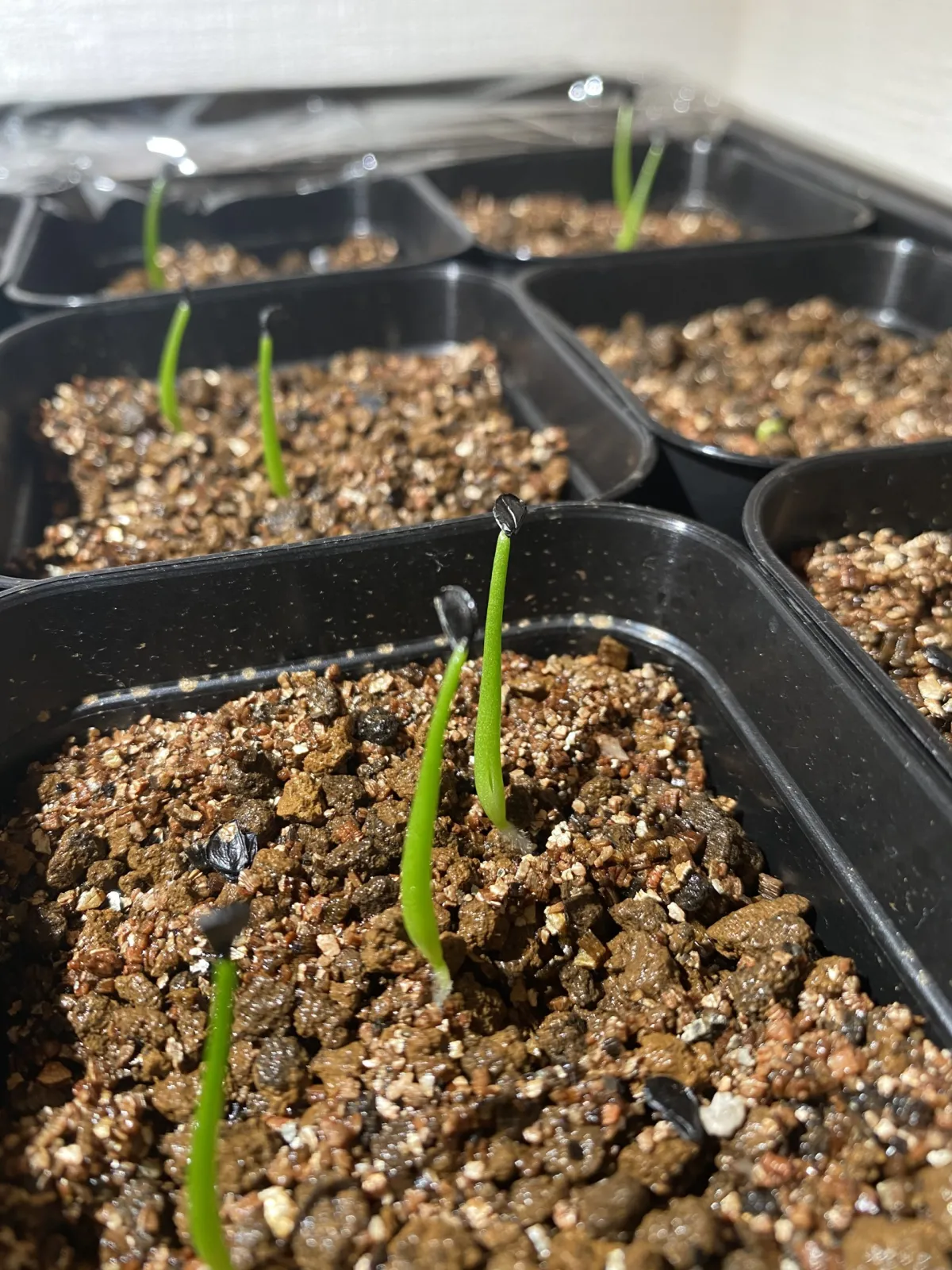 Agave sp. (アガベ マグニフィカ)