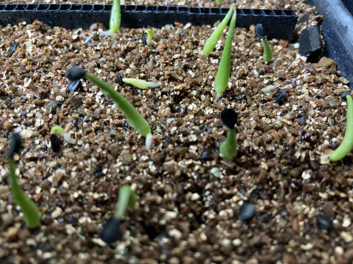 Agave utahensis ssp. utahensis Compacta (アガベ ユタエンシスコンパクタ)