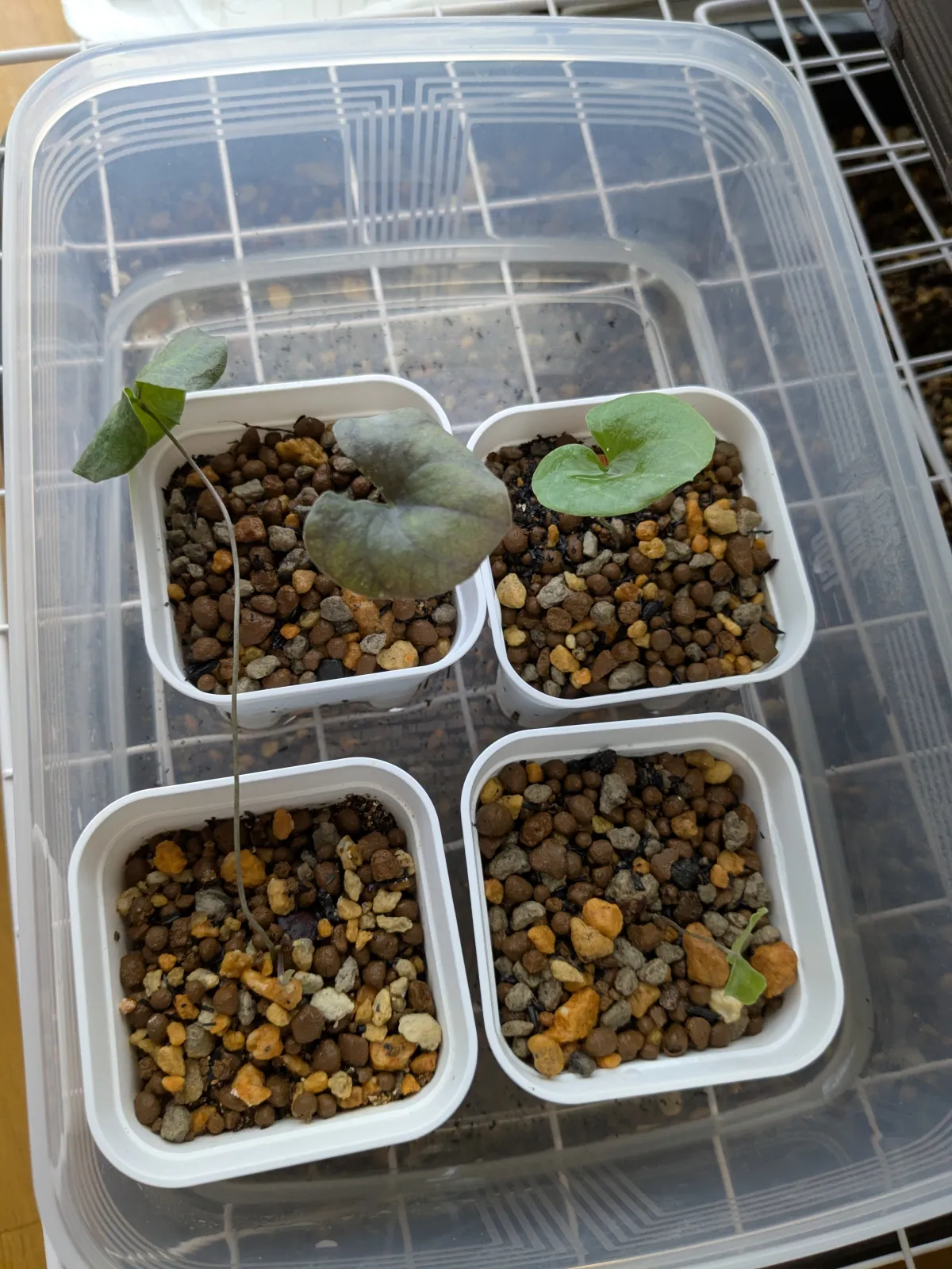 Dioscorea elephantipes (ディオスコレア エレファンティペス)