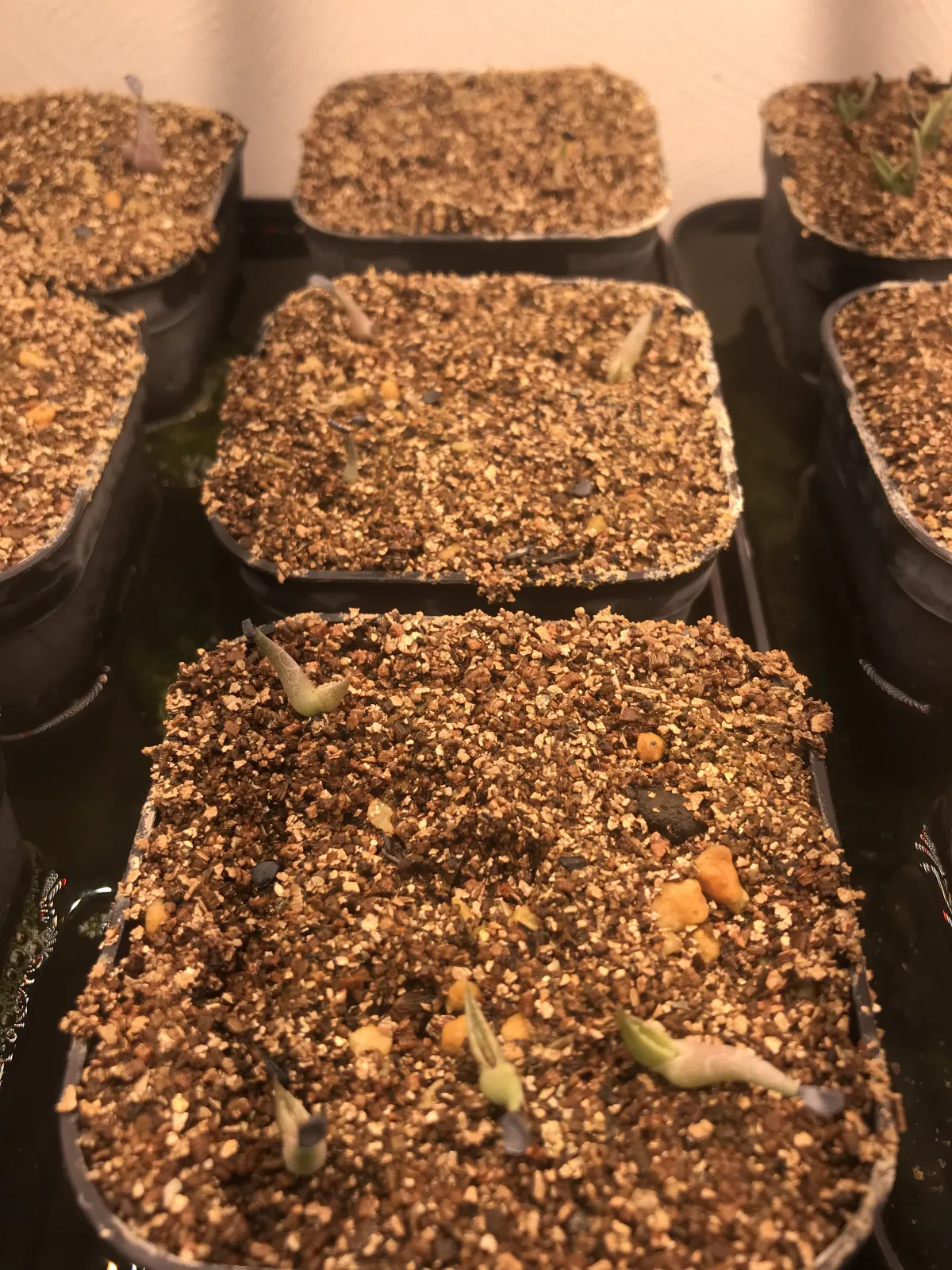 Agave victoriae-reginae var. compact (アガベ ビクトリアレジーナコンパクト)