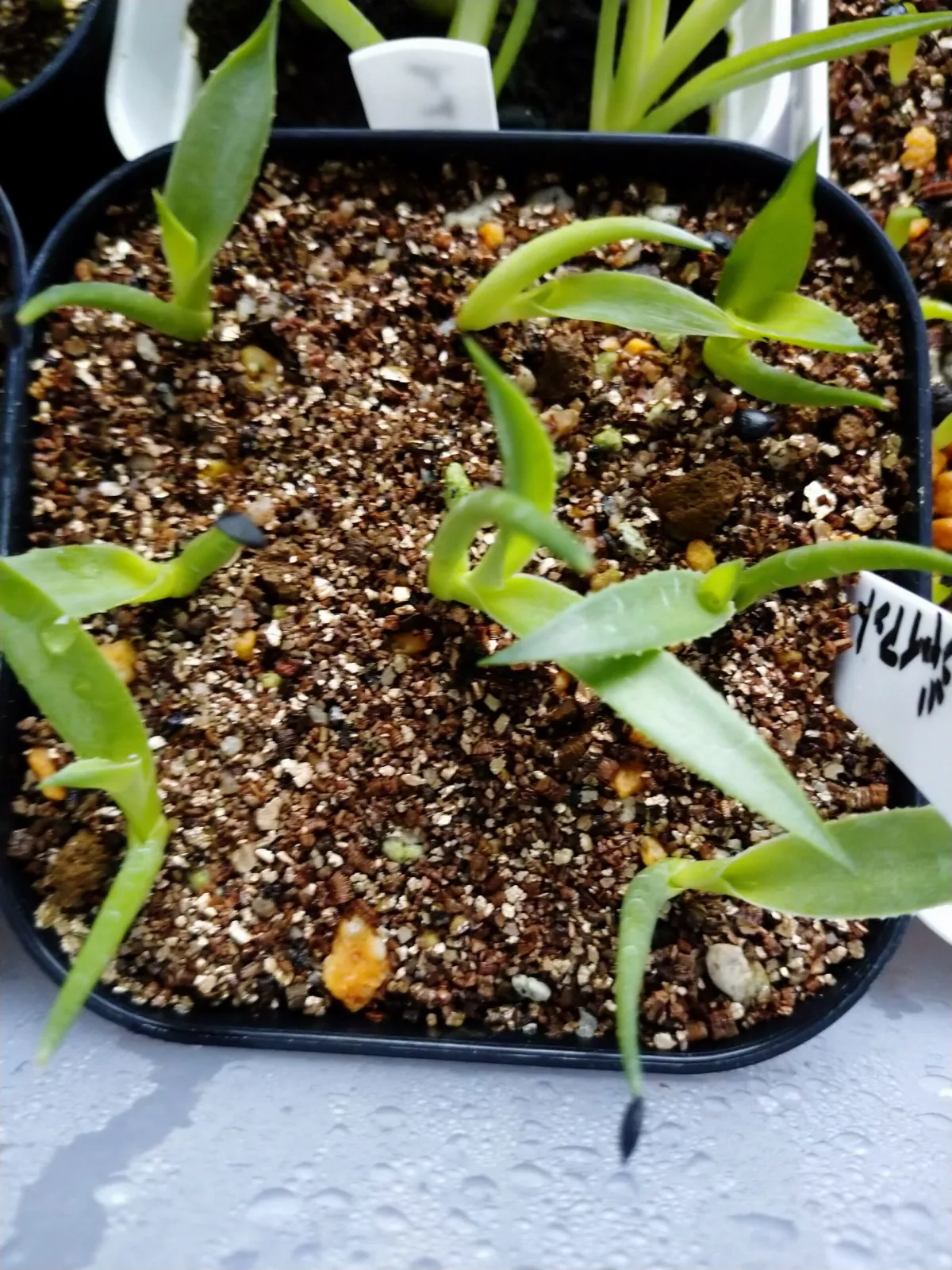 Agave chrysantha (アガベ クリサンサ ジャイアント)