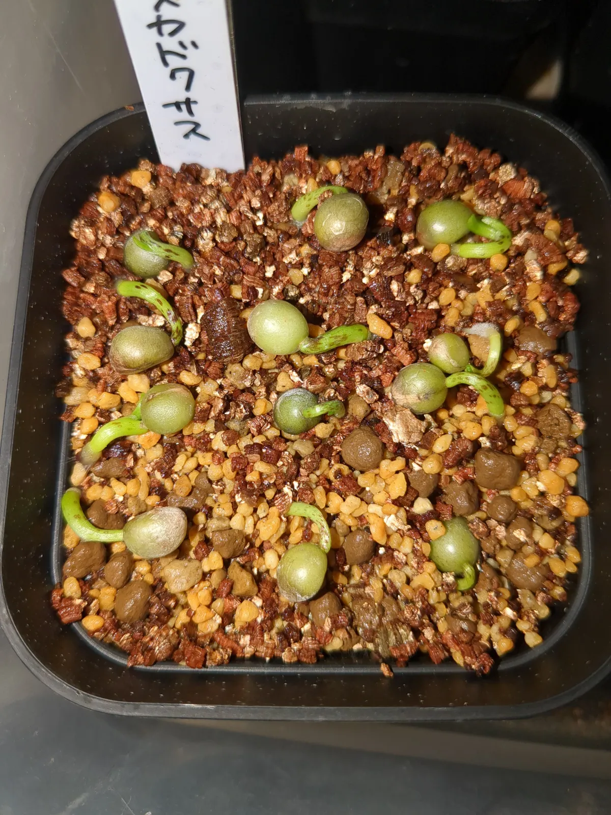 Scadoxus multiflorus (スカドクサス マルチフローラス 発根)