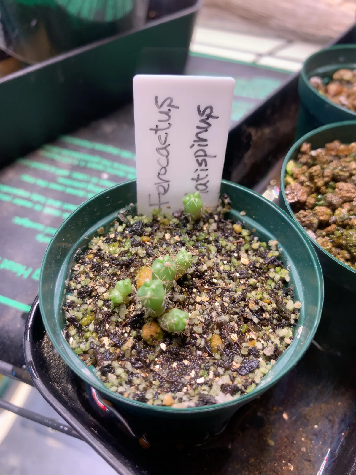Ferocactus latispinus (フェロカクタス ラティスピナス 日の出丸)