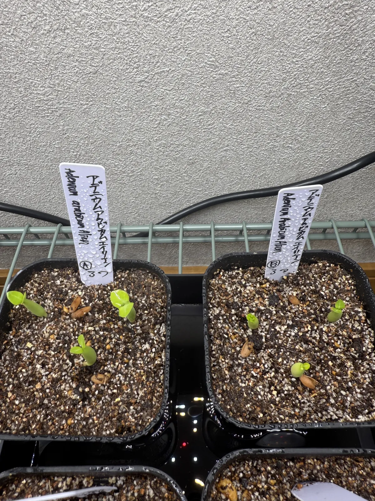 Adenium arabicum Alien (アデニウム エイリアン)