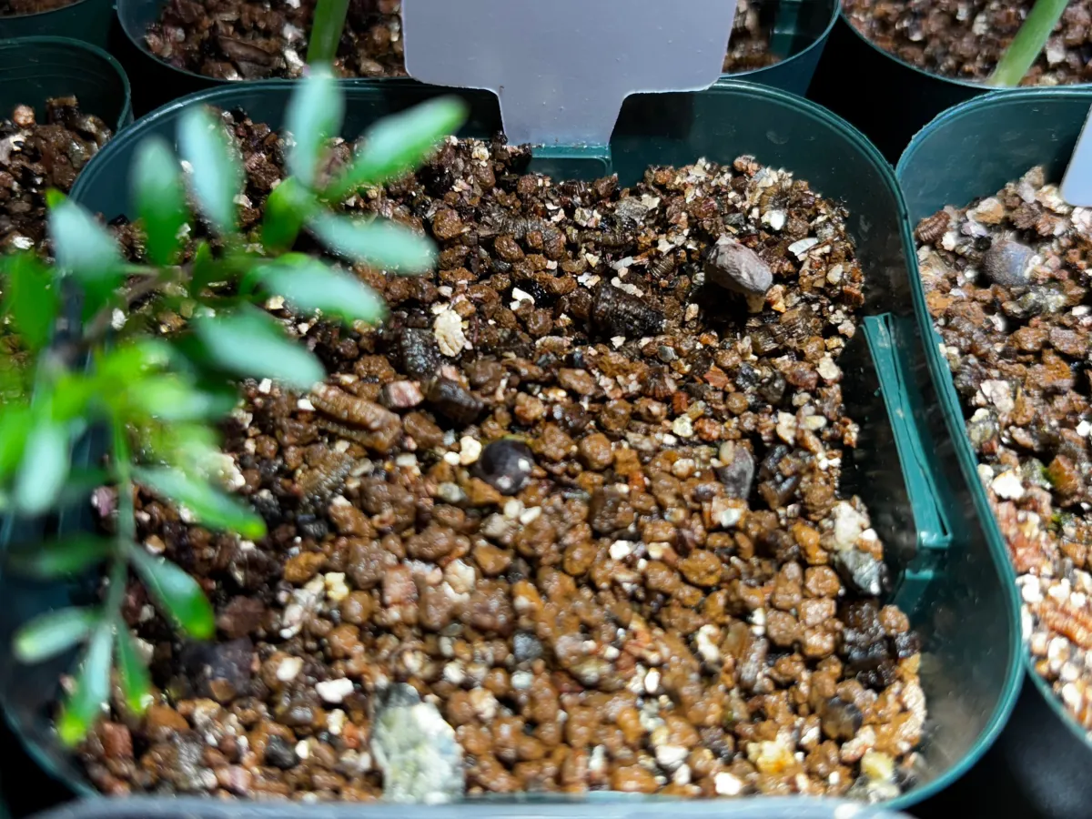 Operculicarya pachypus Lot. (オペルクリカリア パキプス)