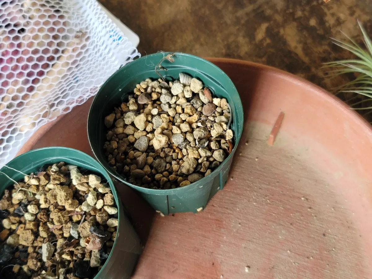 Pachypodium rosulatum var. gracilius ([無料種子] 発芽難 パキポディウム グラキリス　)