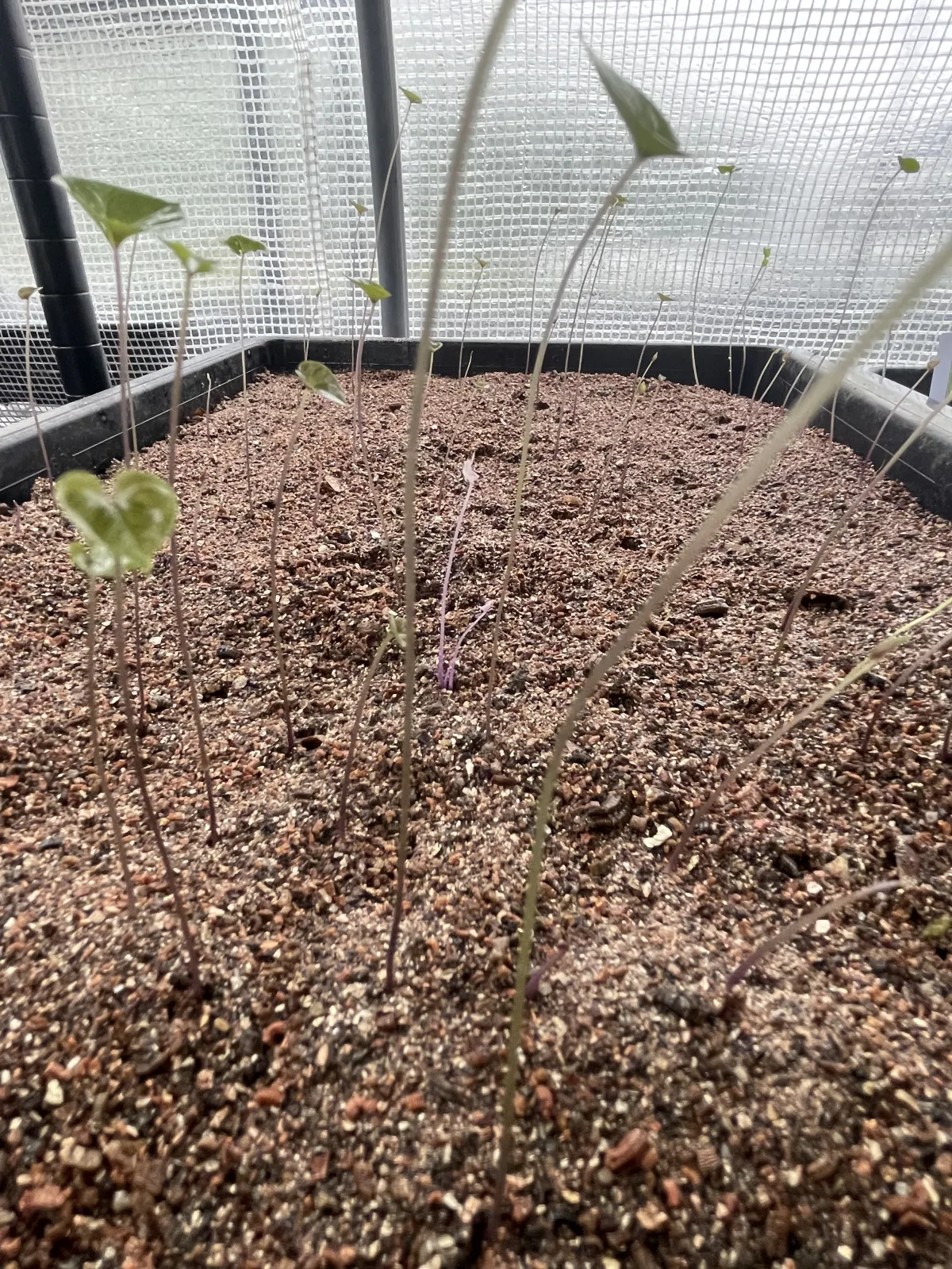 Dioscorea elephantipes Lot. (ディオスコレア エレファンティペス)