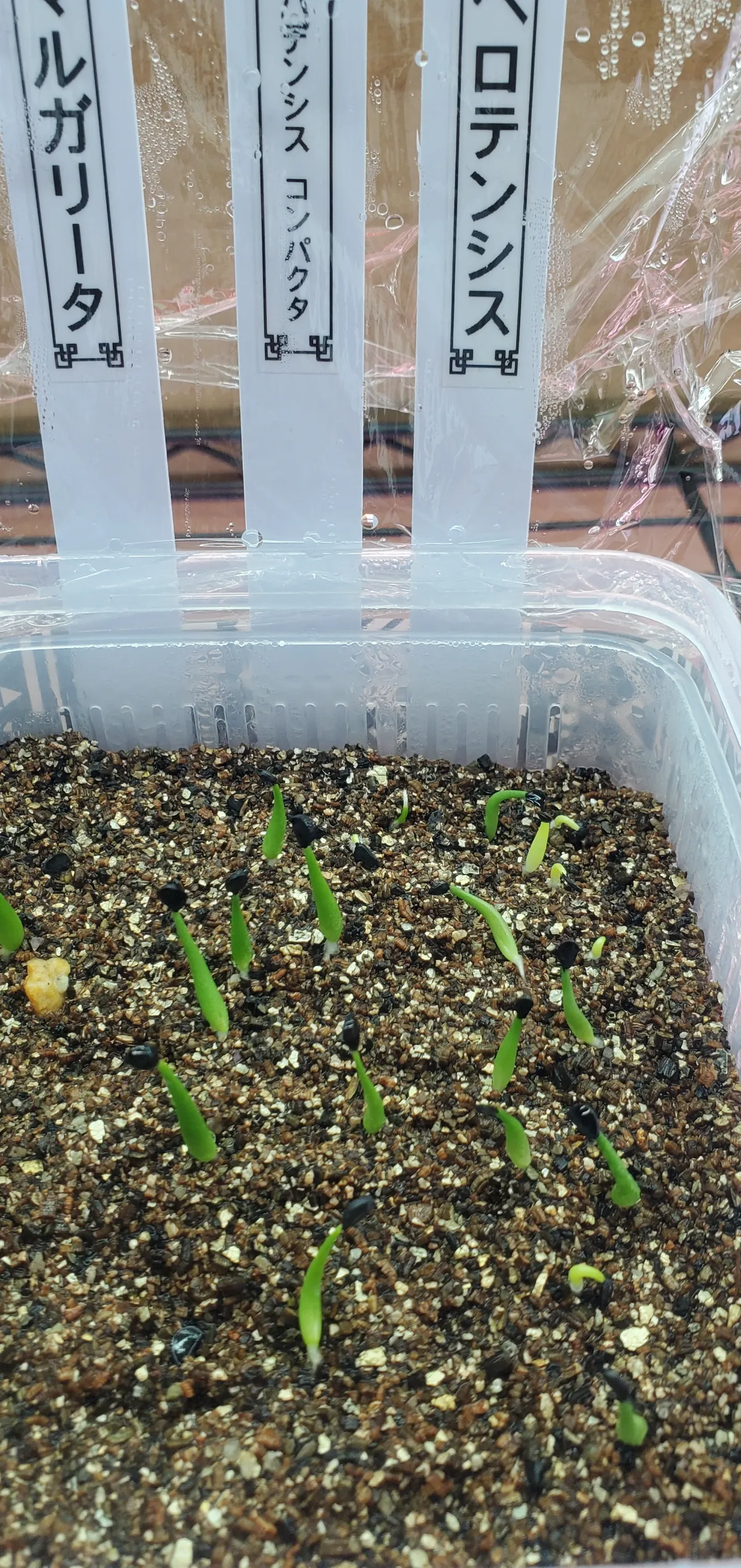 Agave utahensis v. nevadensis Compacta (アガベ ネバデンシス コンパクタ)