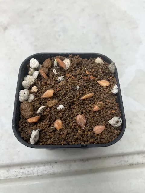 Pachypodium saundersii (パキポディウム サンデルシー)