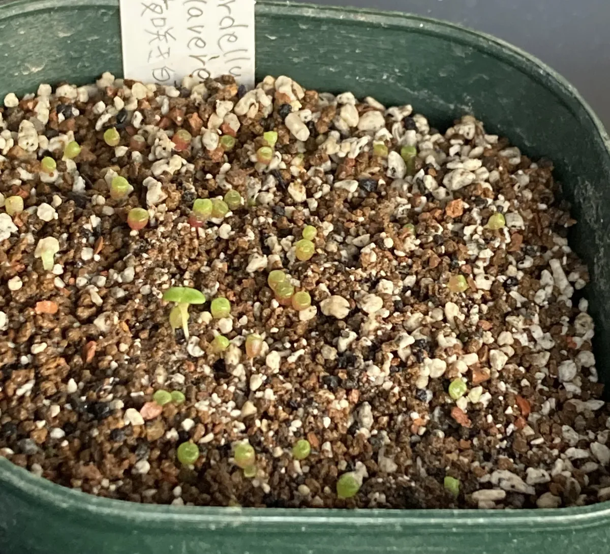 Conophytum obcordellum (コノフィツム クラベレンセ)