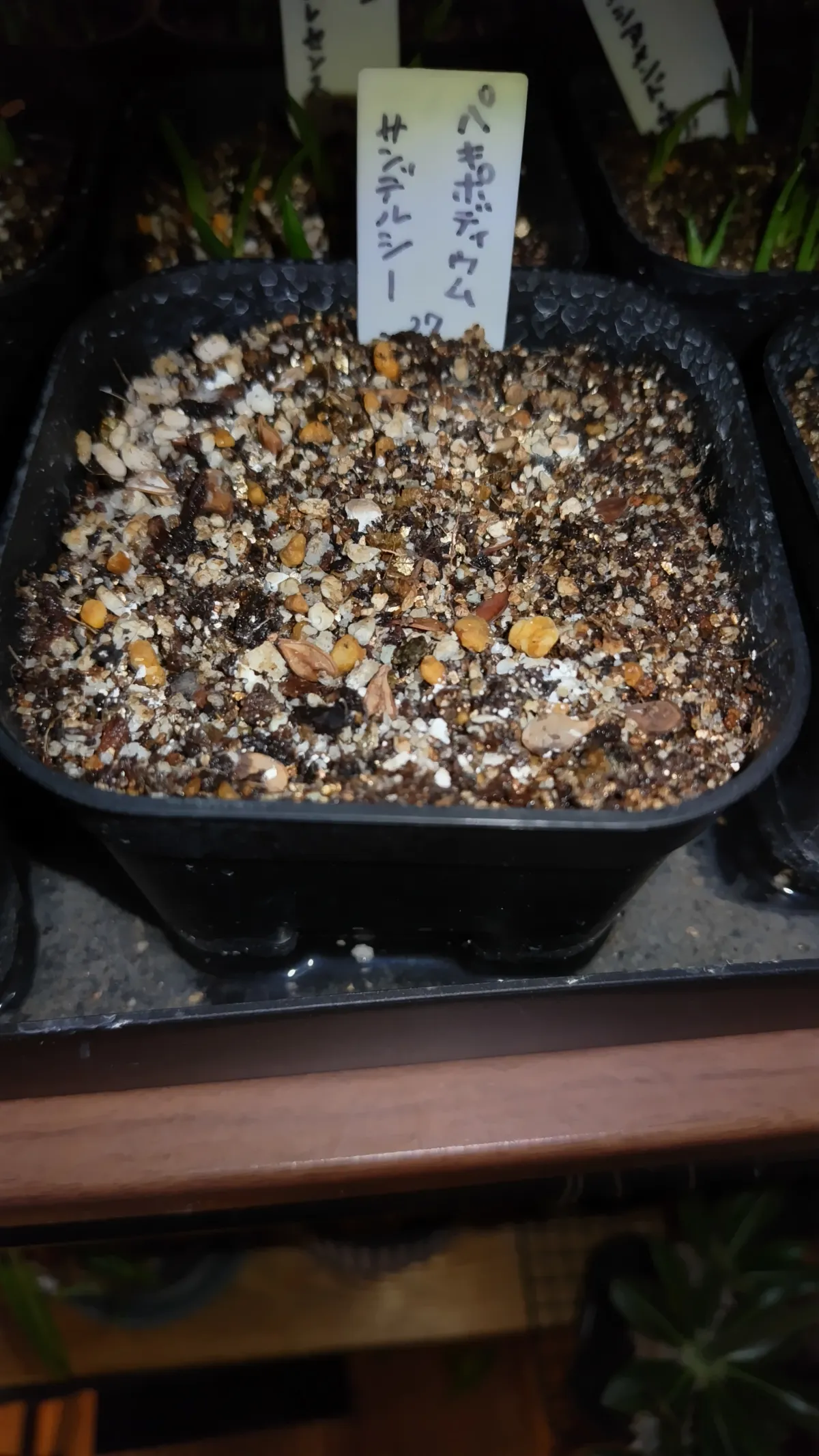 Pachypodium saundersii (パキポディウム サンデルシー)