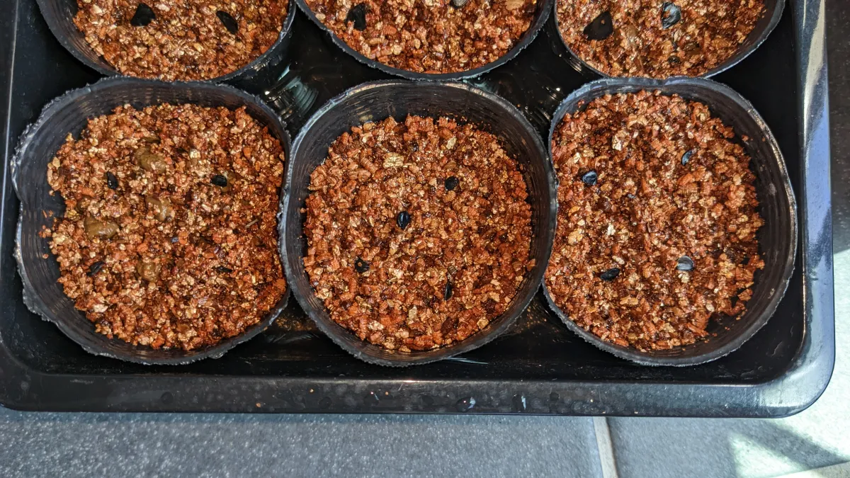 Agave titanota Blue Lot. (アガベ チタノタブルー)