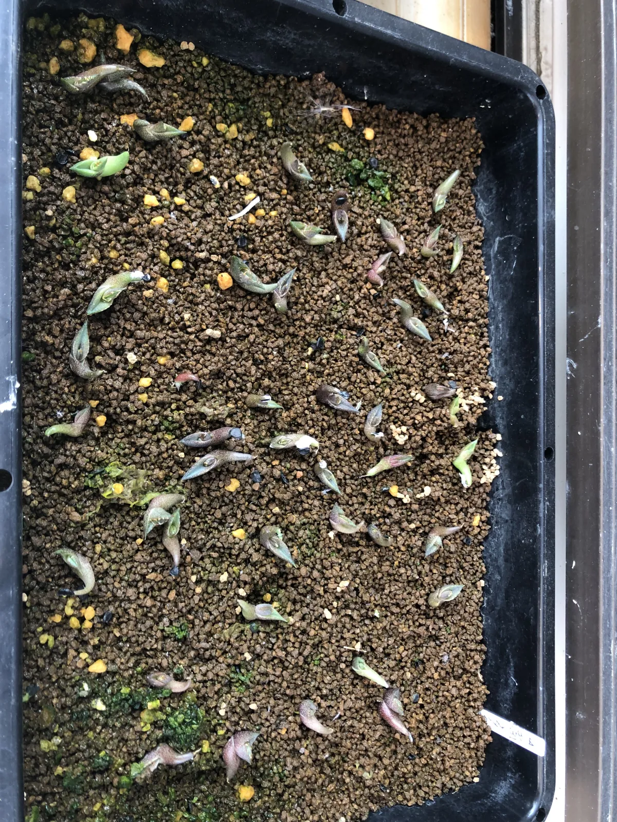 Agave titanota Blue Lot. (アガベ チタノタブルー)