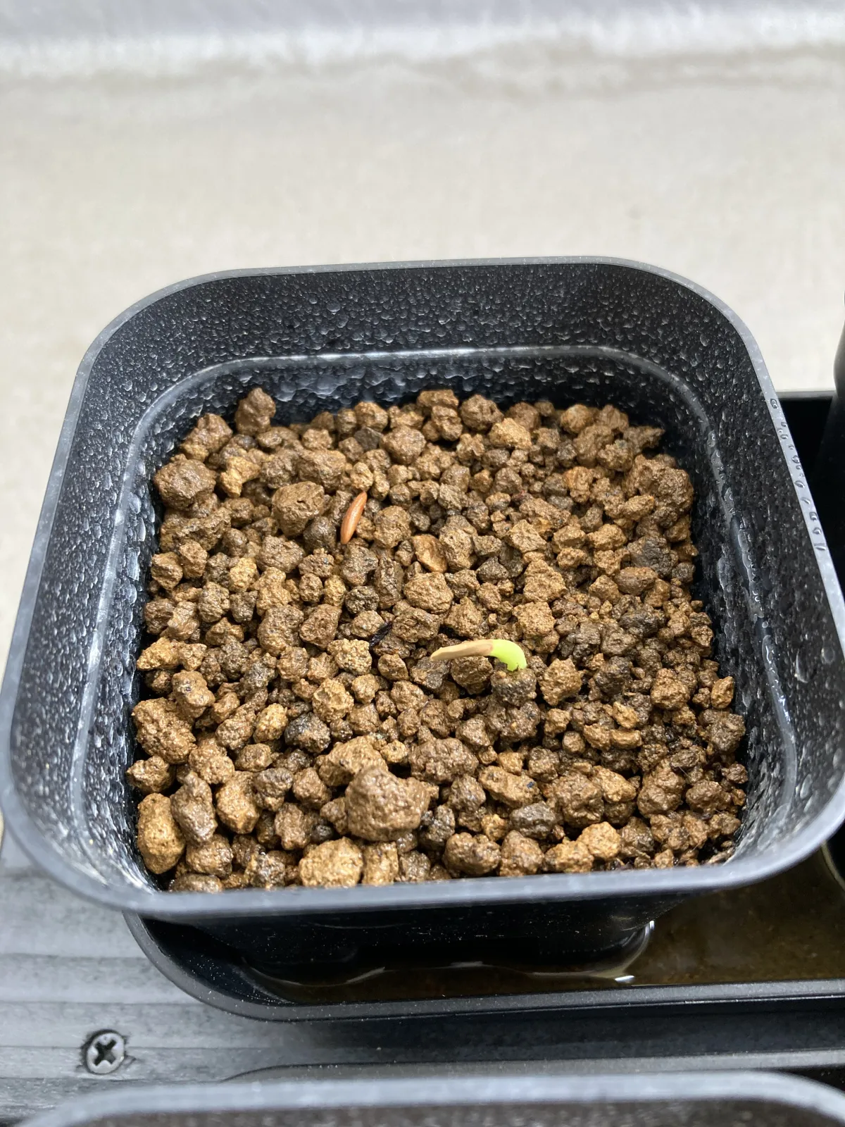 Pachypodium rosulatum ssp. cactipes (パキポディウム カクチペス)
