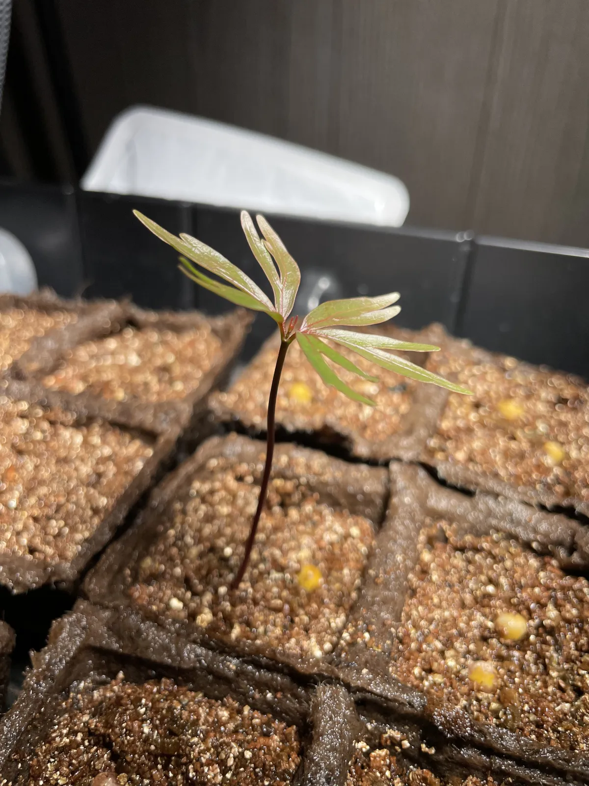 Bursera fagaroides (ブルセラ ファガロイデスプルプシー)