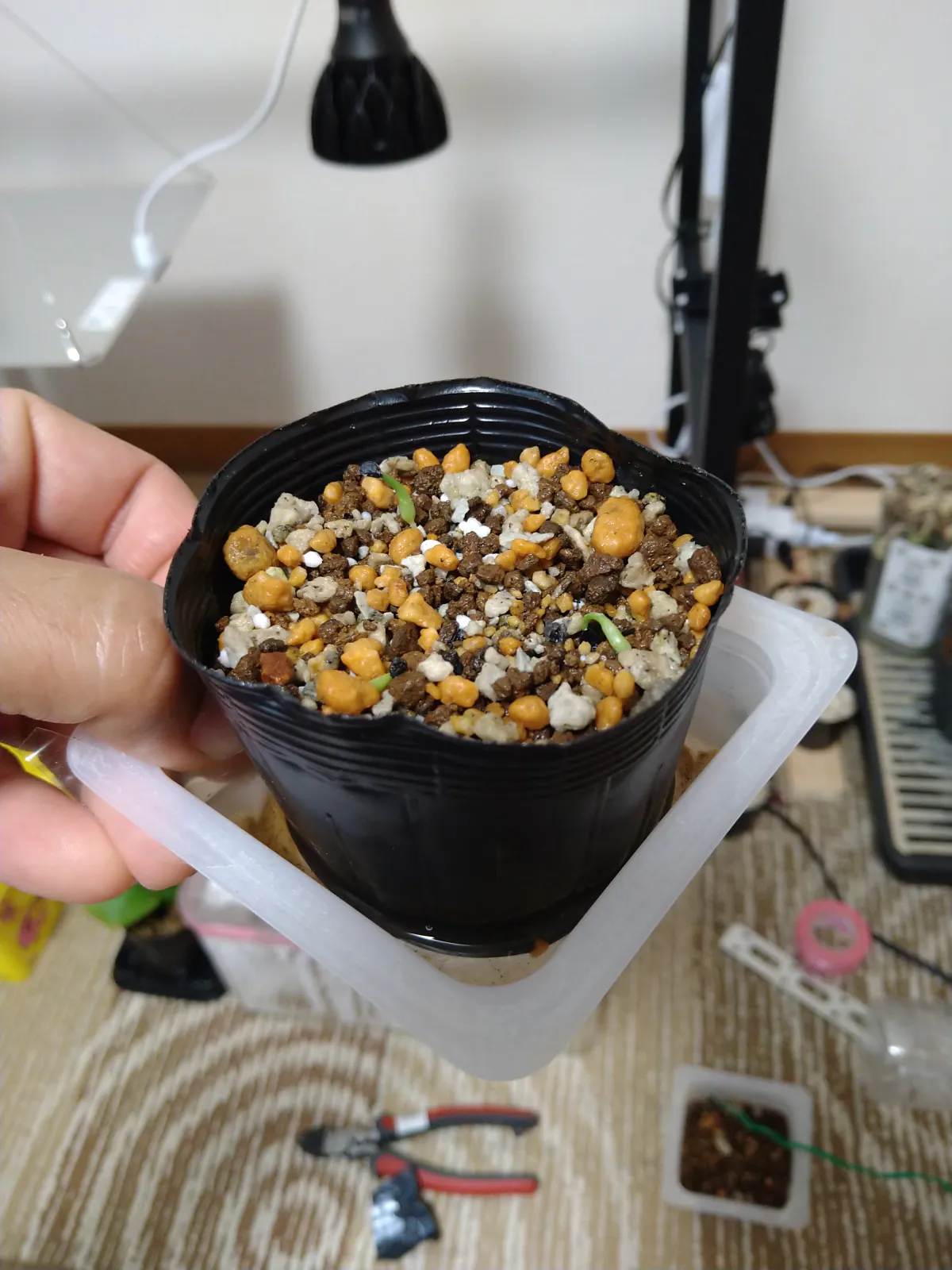 Agave horrida Chocolate Thorns (アガベ ホリダ チョコレートソーン)