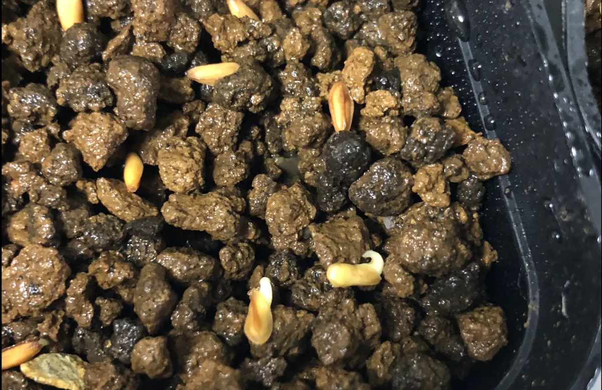 Pachypodium densiflorum var. densiflorum (パキポディウム デンシフローラム)
