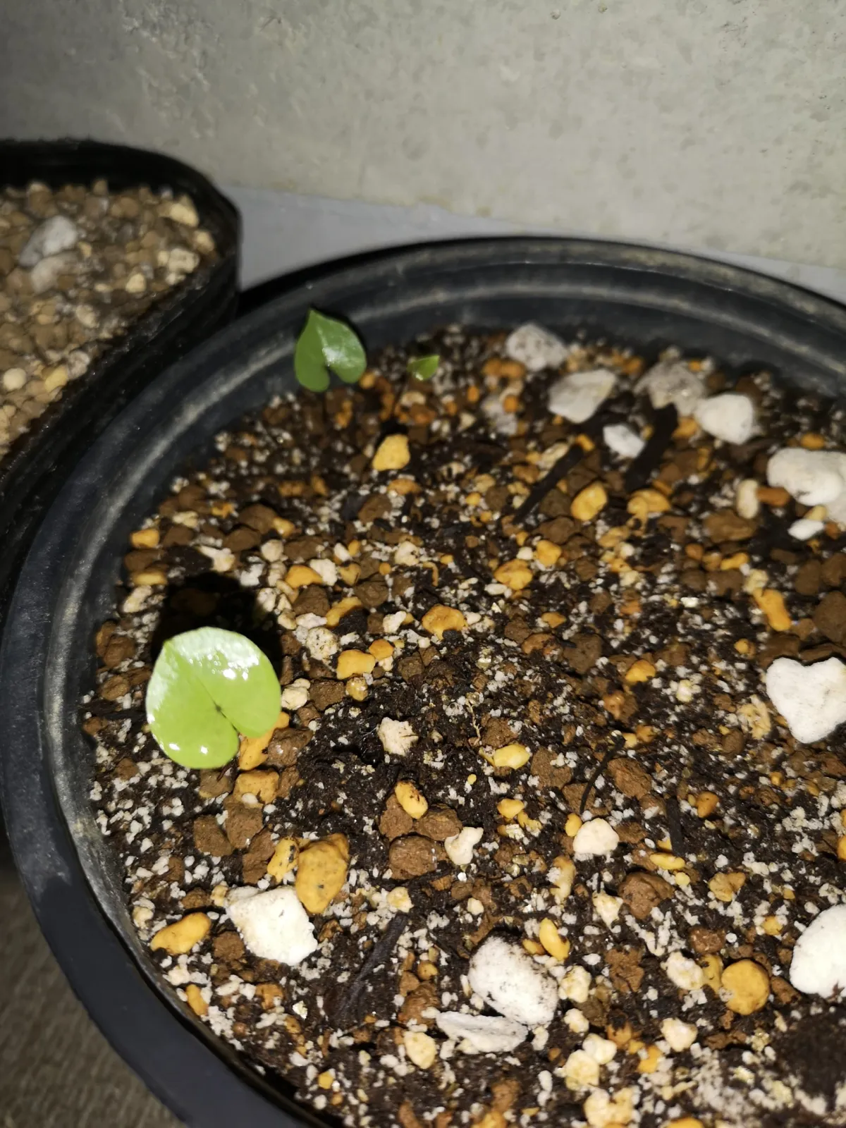 Dioscorea elephantipes (ディオスコレア エレファンティペス)