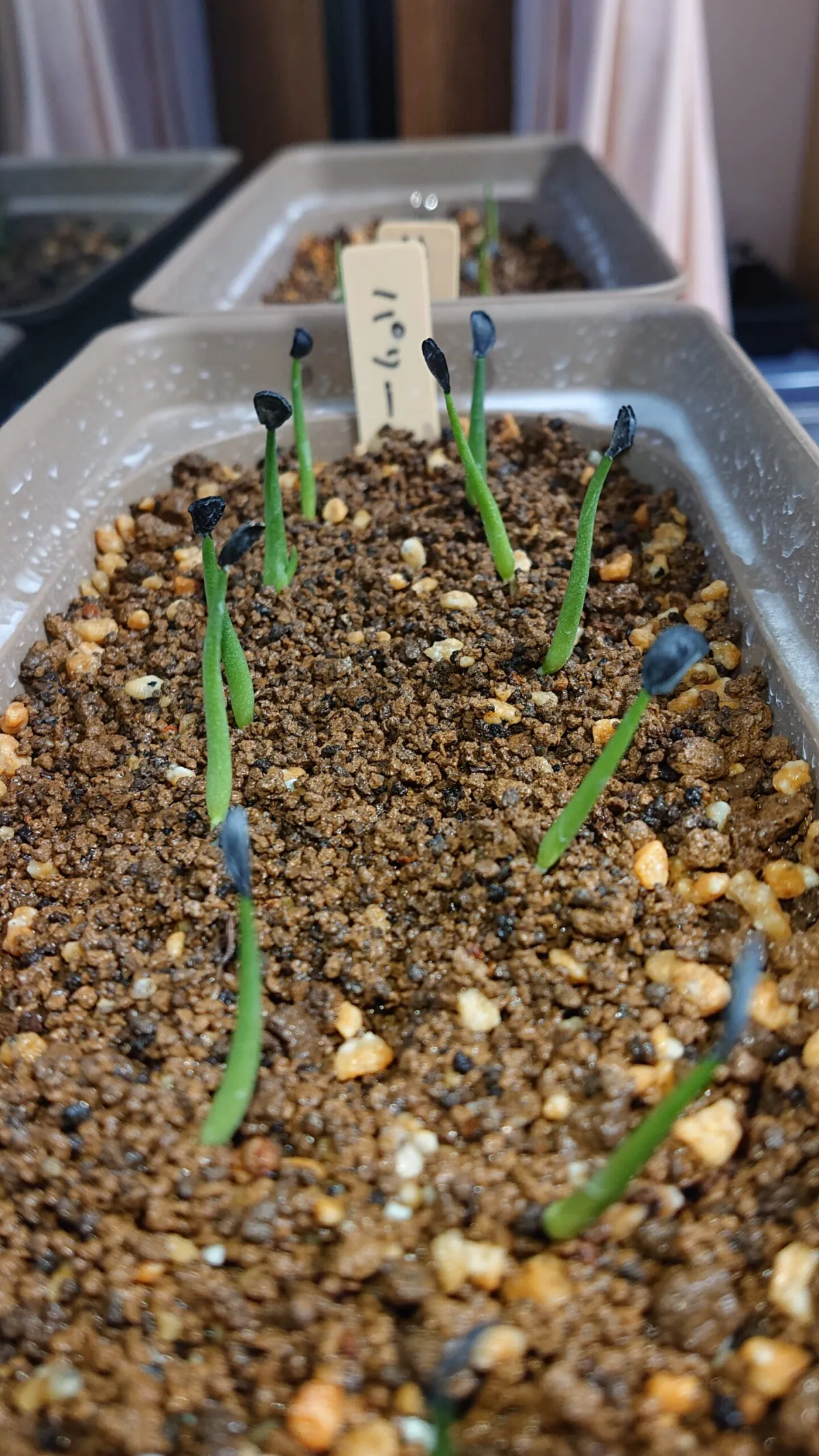 Agave parryi ssp. parryi (アガベ パリー)