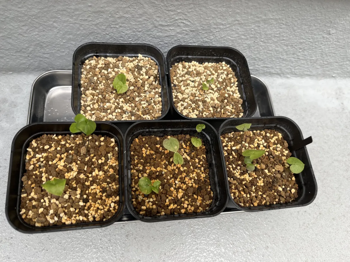 Dioscorea elephantipes (ディオスコレア エレファンティペス)