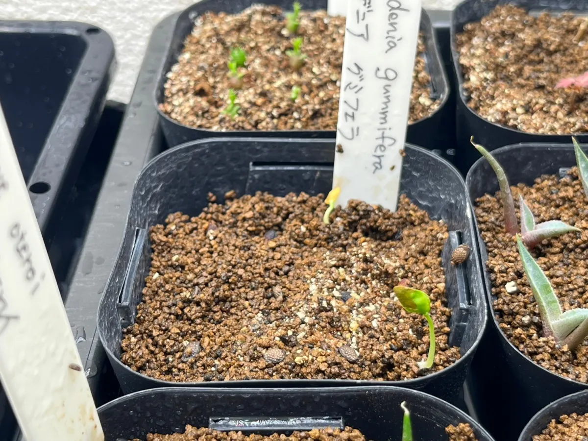 Adenia gummifera (アデニア グミフェラ)