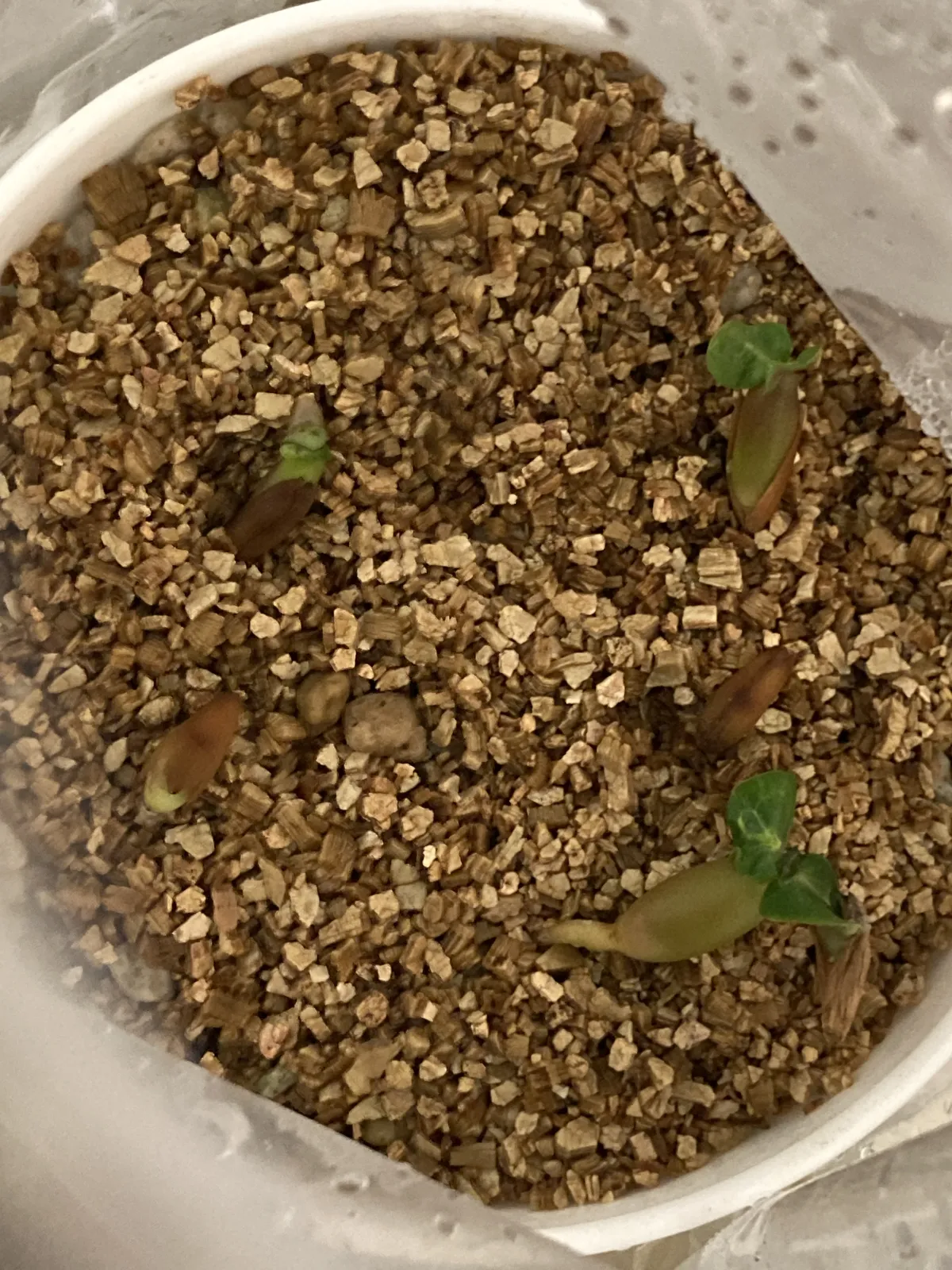 DHA Adenium thai socotranum DHA (アデニウム)