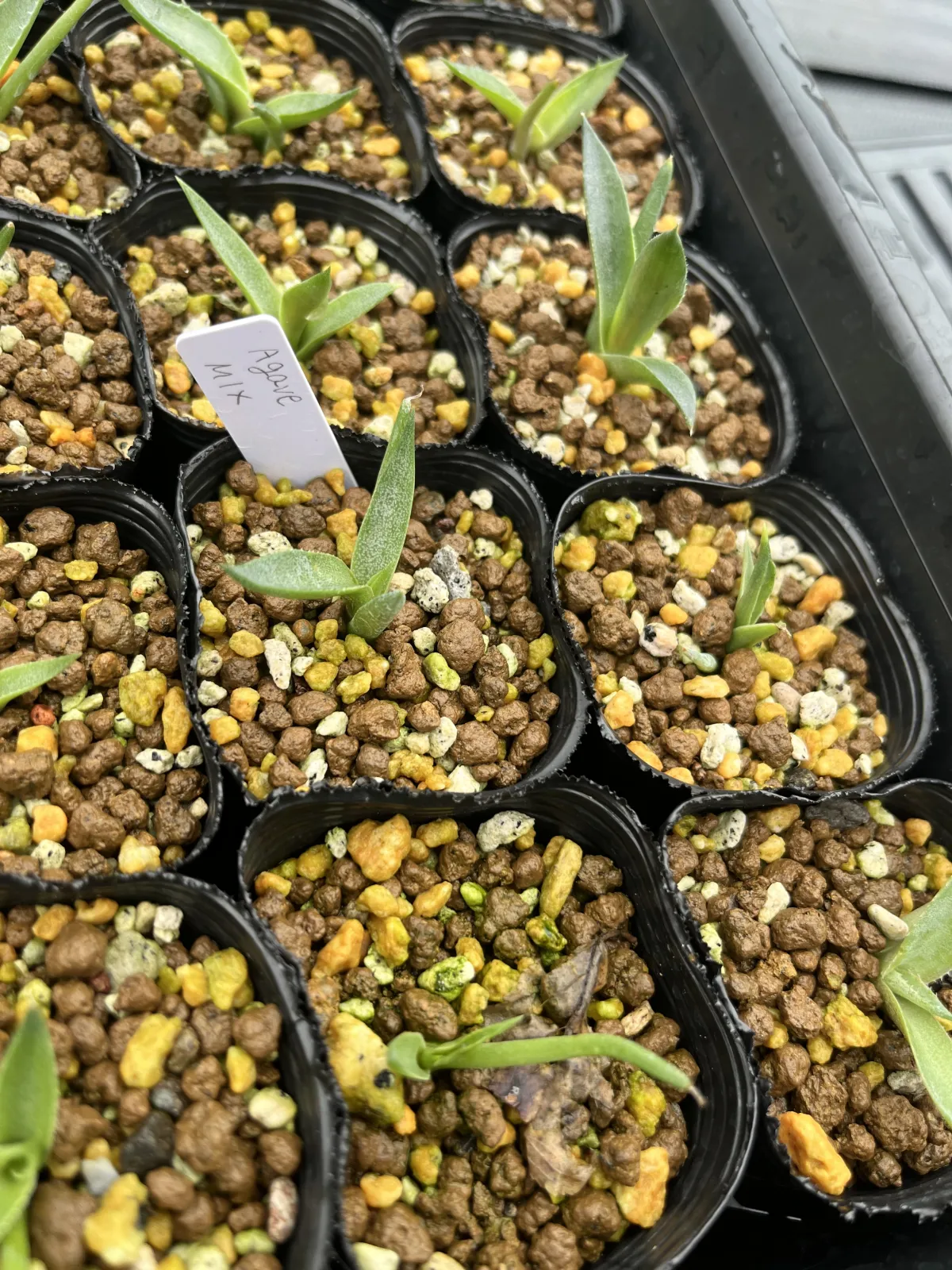 Agave Mix (アガベ ミックス)