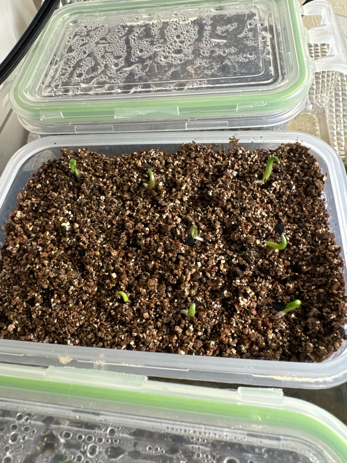 Agave titanota Blue Lot. (アガベ チタノタブルー)