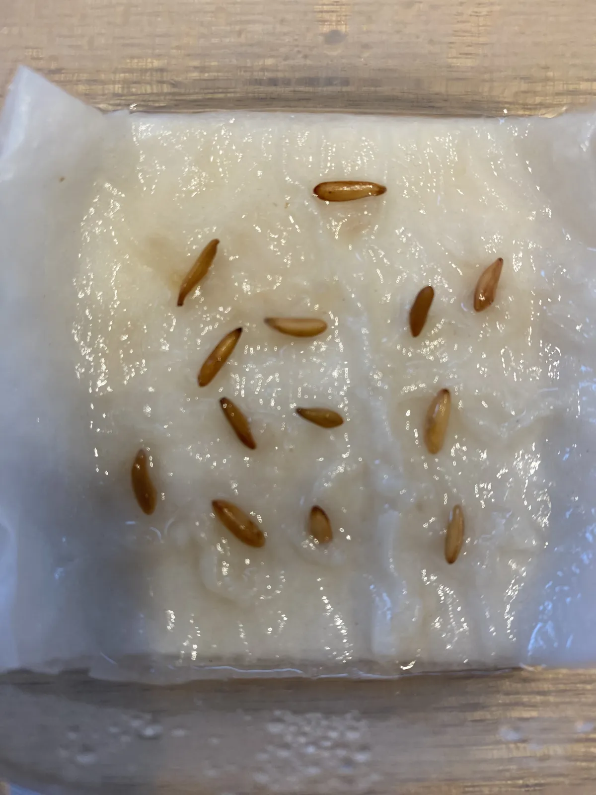 Pachypodium rosulatum var. gracilius ([無料種子] 発芽難 パキポディウム グラキリス　)