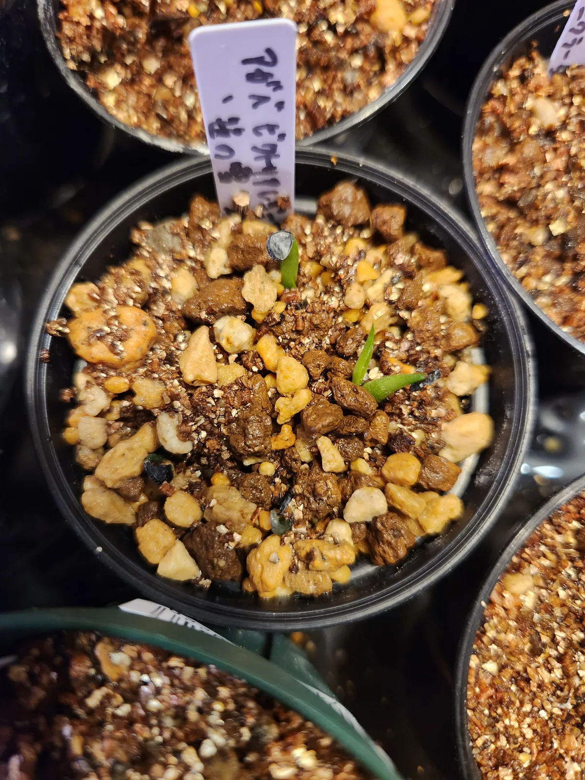 Agave victoriae-reginae ssp. victoriae-reginae (アガベ ビクトリアレジーナエ 笹の雪)