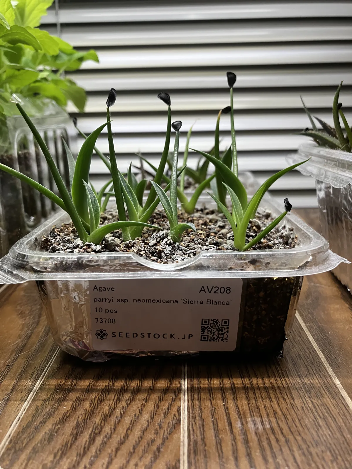 Agave parryi ssp. neomexicana Sierra Blanca (アガベ ネオメキシカーナ シエラブランカ)
