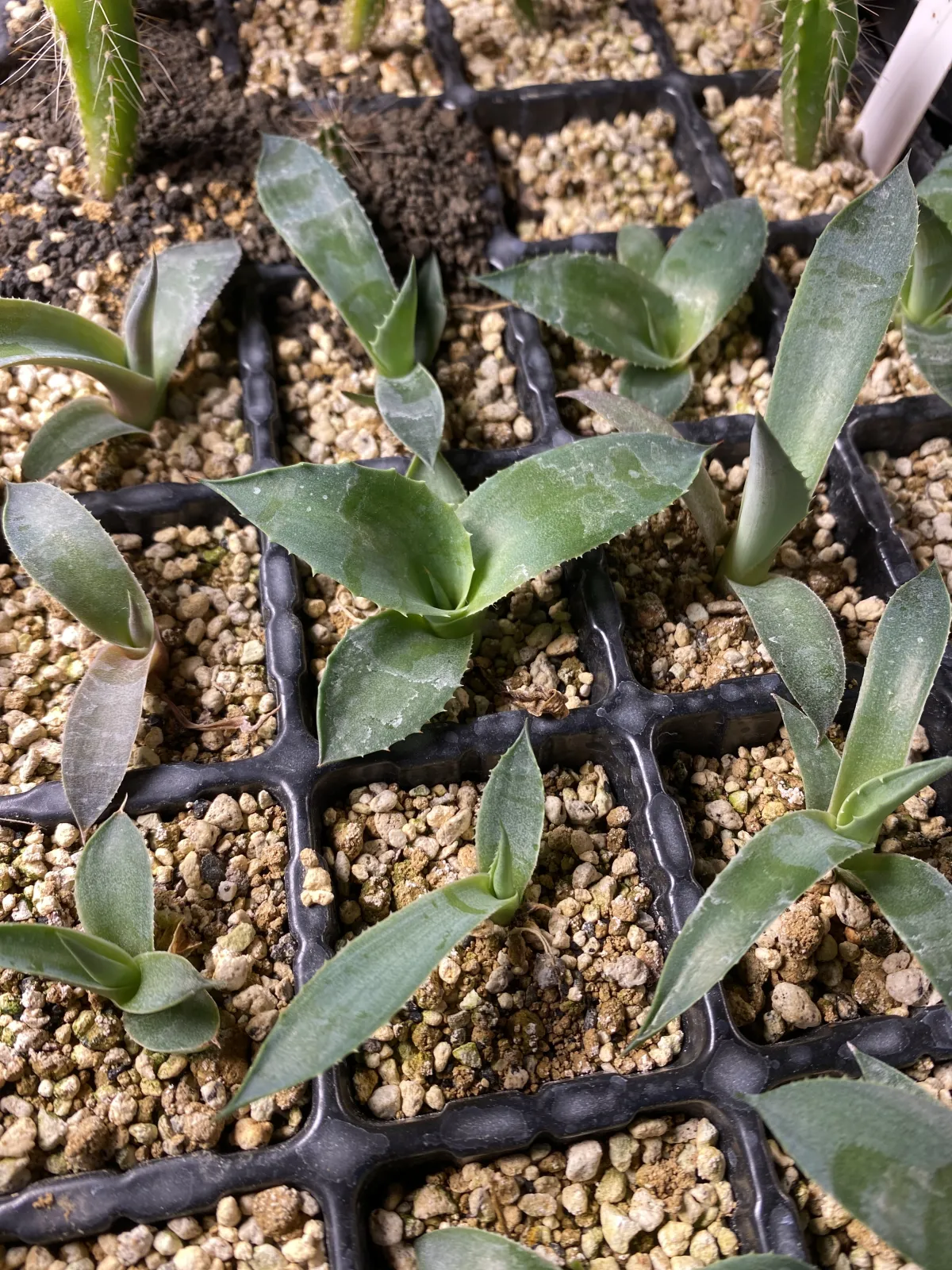 Agave ovatifolia (アガベ オバティフォリア)