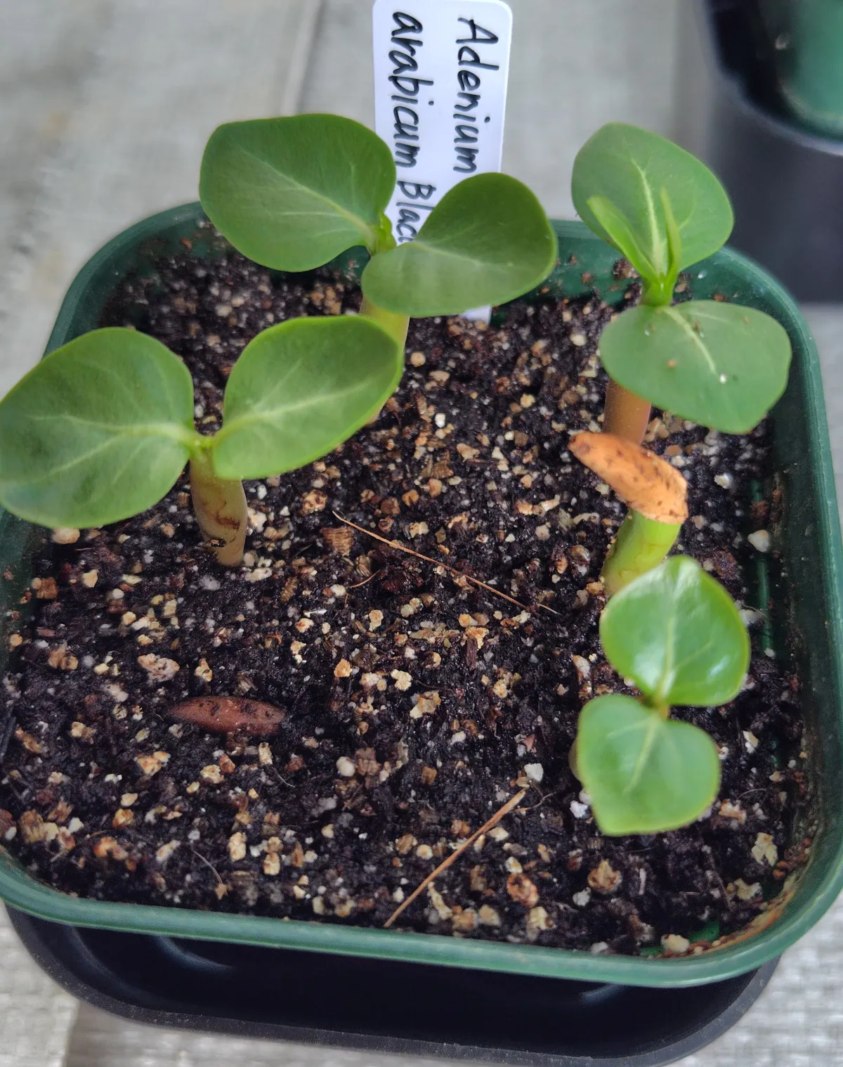 Adenium arabicum Black Dragon (アデニウム ブラックドラゴン)