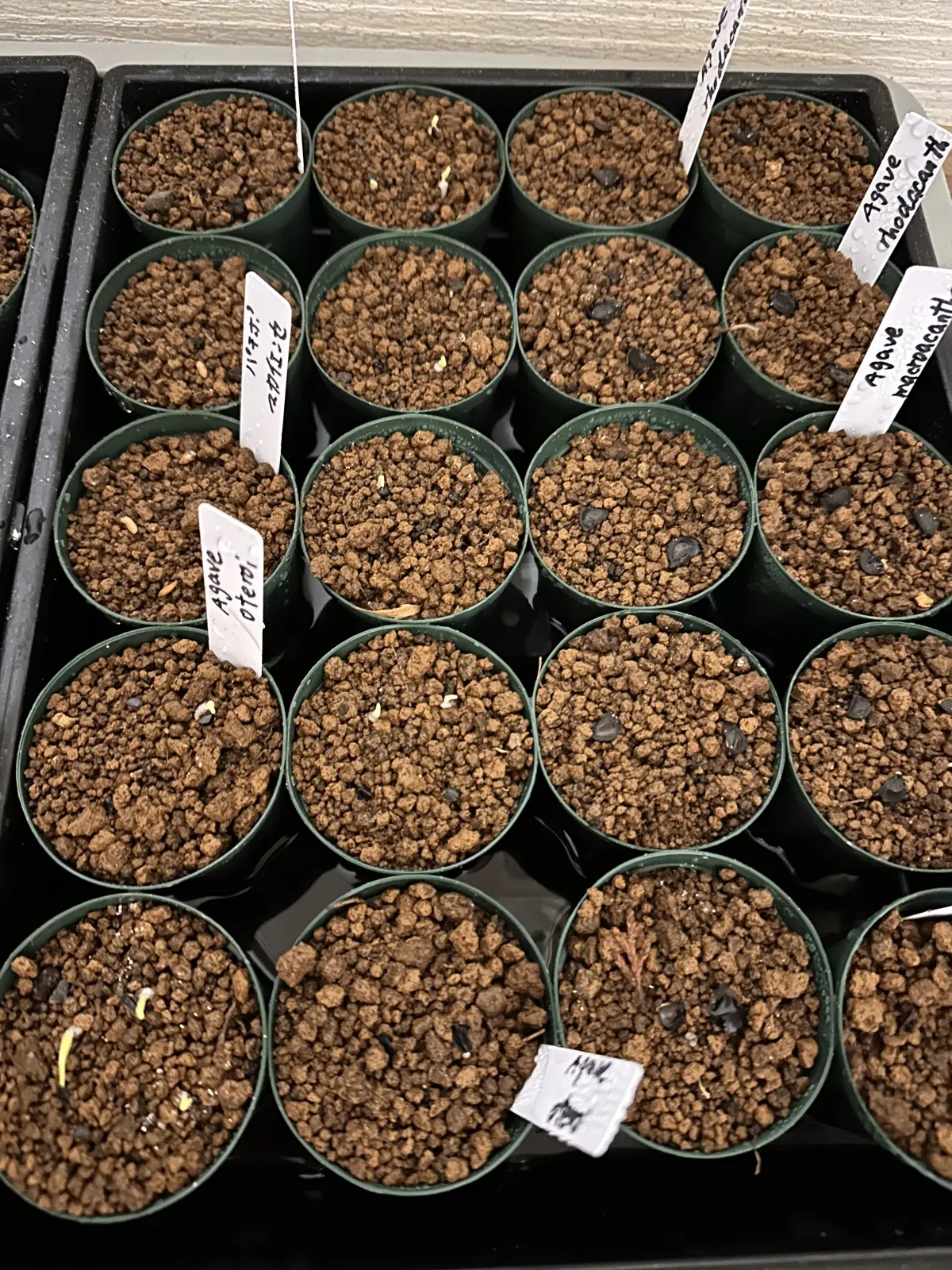 Agave oteroi Lot. (アガベ オテロイ)