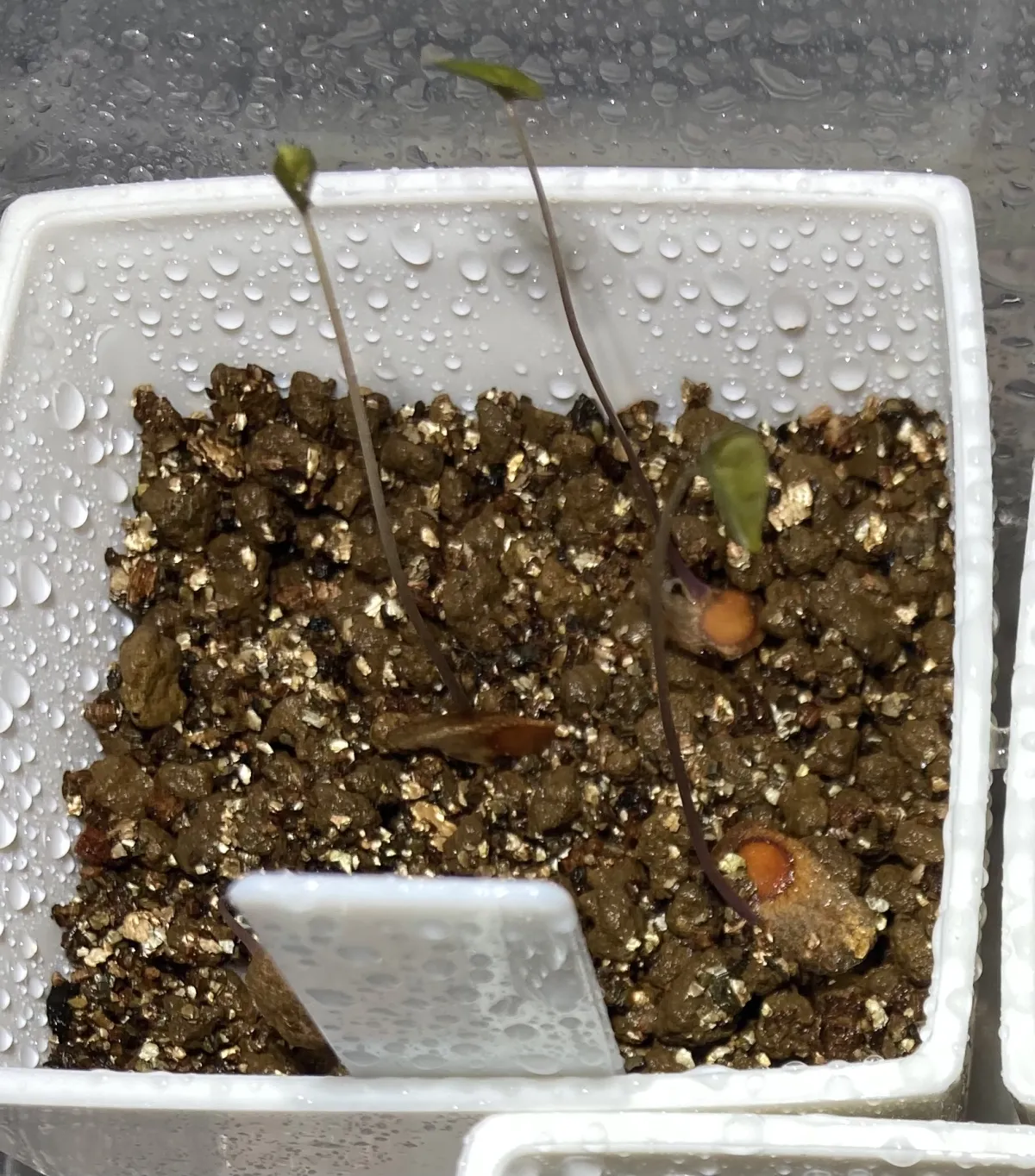 Dioscorea elephantipes (ディオスコレア エレファンティペス)