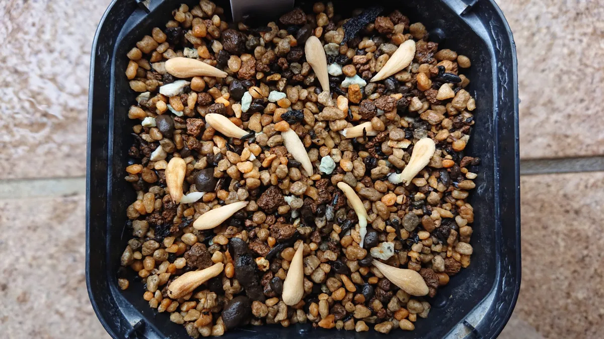 Pachypodium lamerei Fiherense (パキポディウム フィヘレンセ)