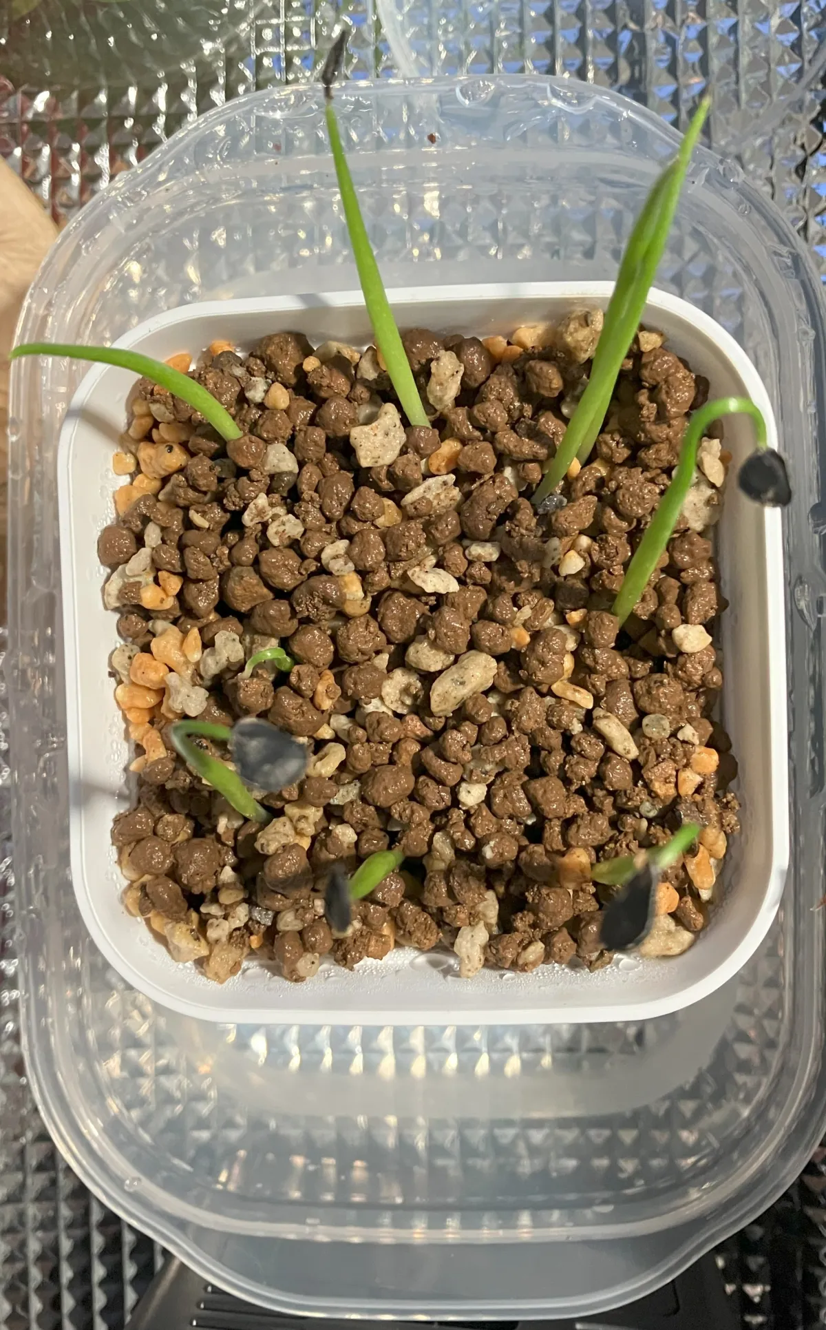 Agave americana var. franzosinii (アガベ フランゾシニー)