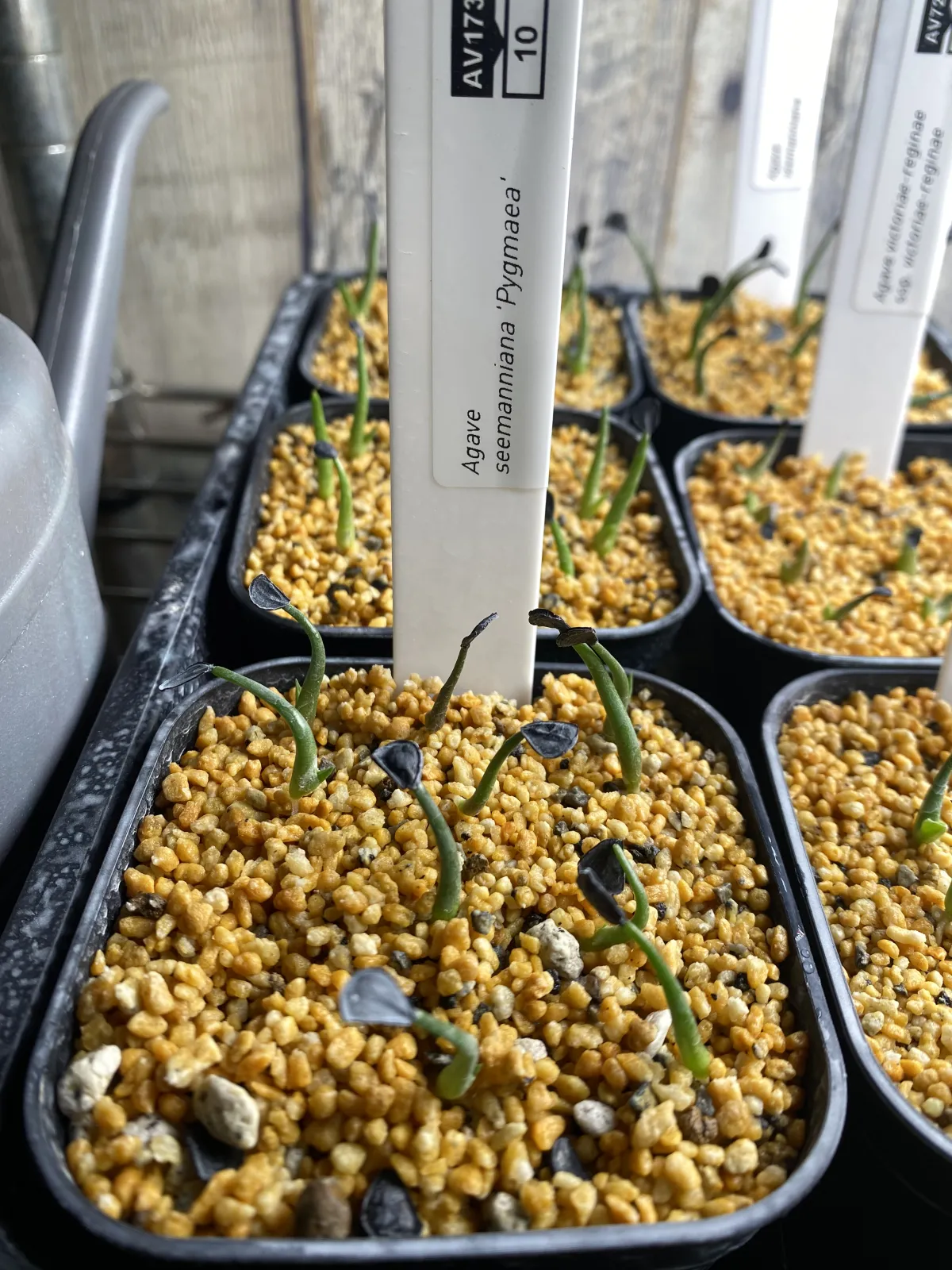 Agave seemanniana Pygmaea (アガベ ピグマエア)