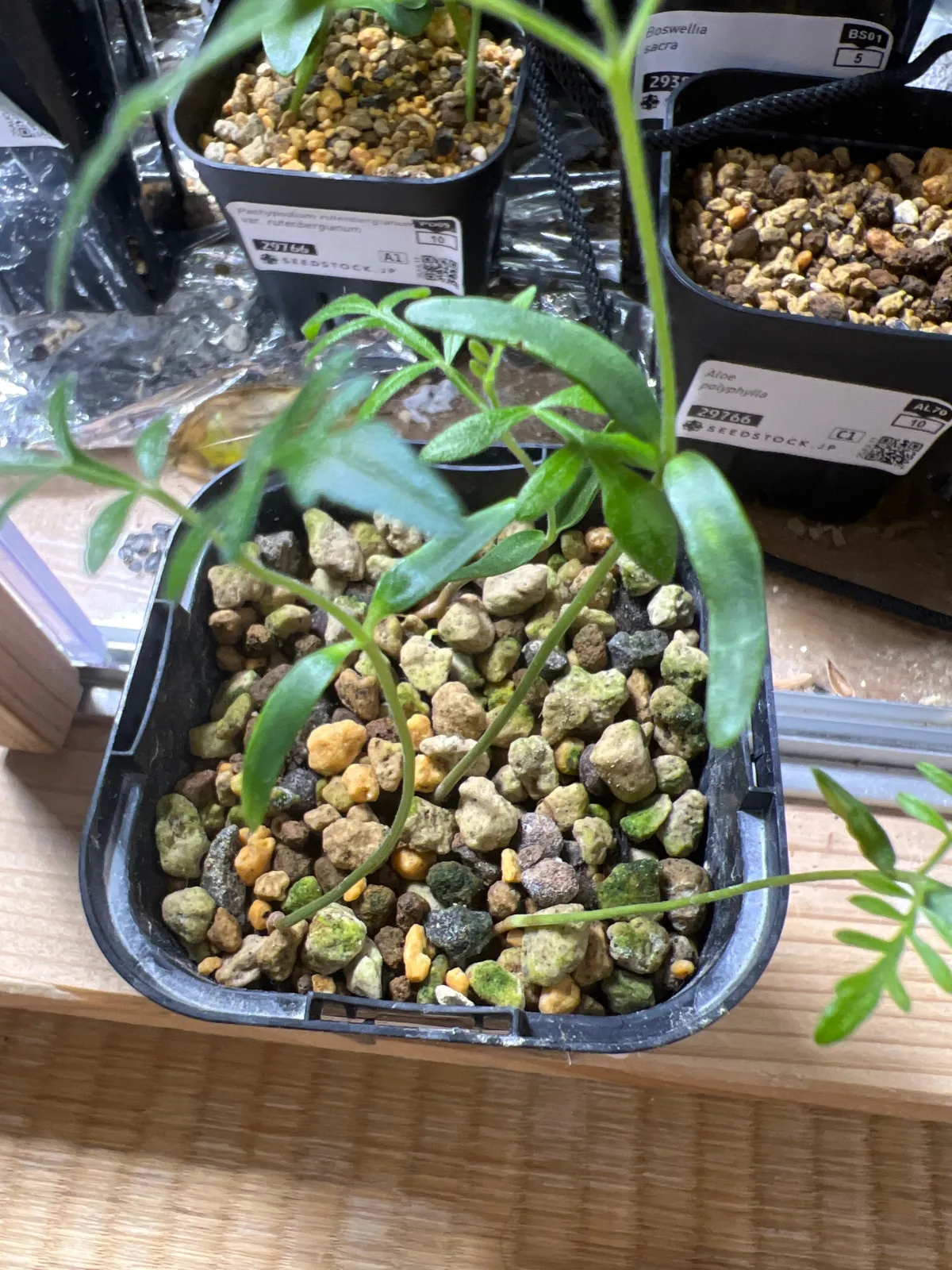 Operculicarya pachypus Lot. (オペルクリカリア パキプス)