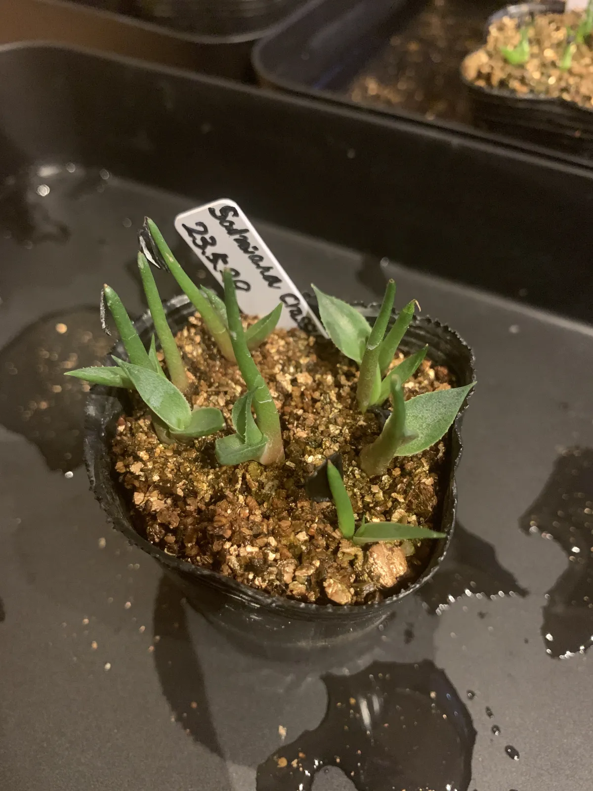 Agave salmiana ssp. salmiana (アガベ サルミアナ)