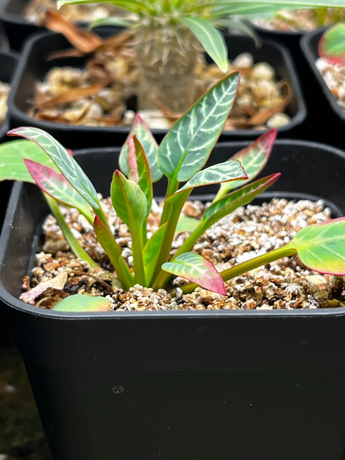 Euphorbia guillauminiana (ユーフォルビア ギラウミニアナ)