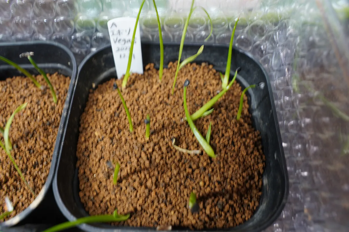 Agave utahensis var. eborispina Vegas (アガベ エボリスピナ ヴェガス)