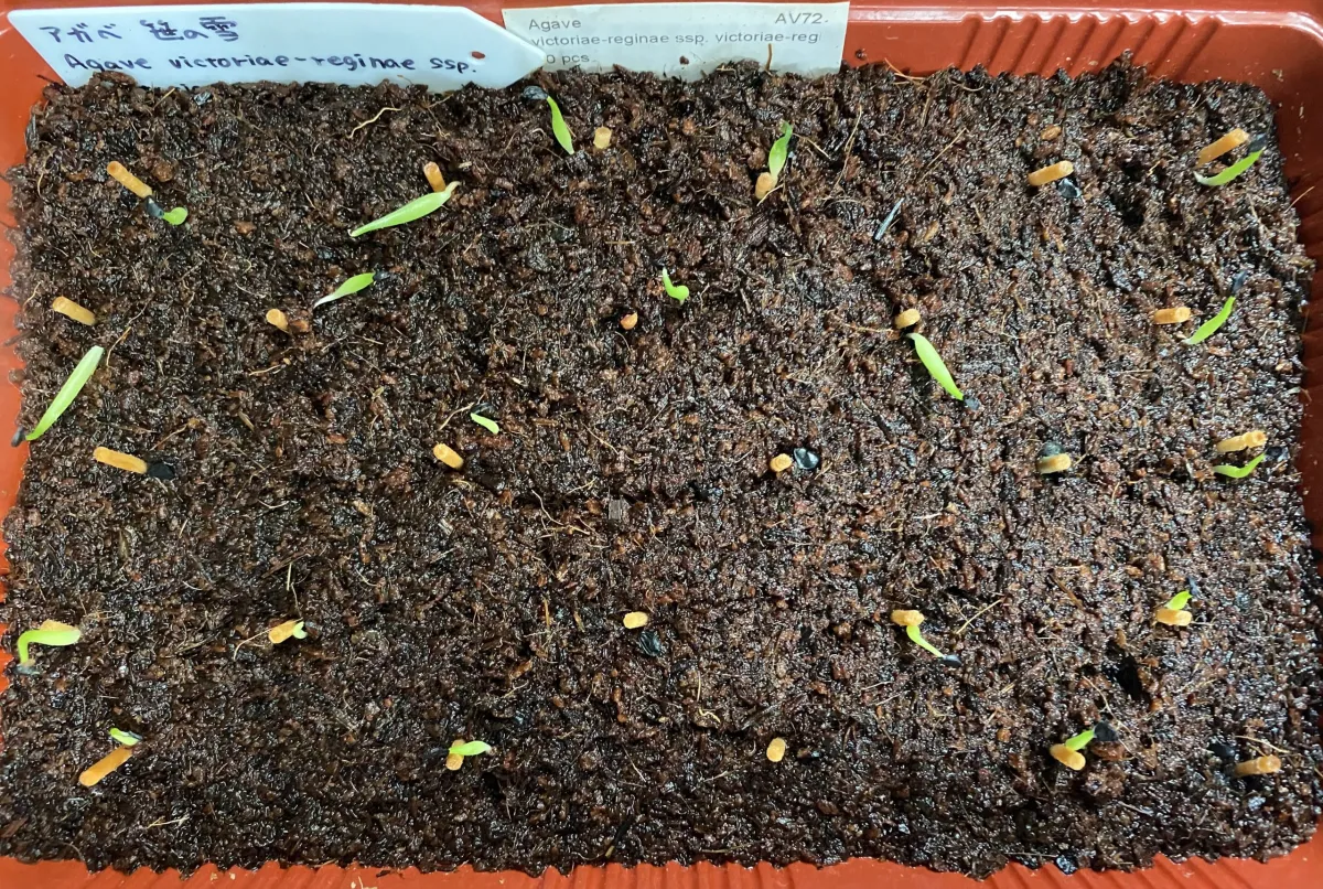 Agave victoriae-reginae ssp. victoriae-reginae (アガベ ビクトリアレジーナエ 笹の雪)