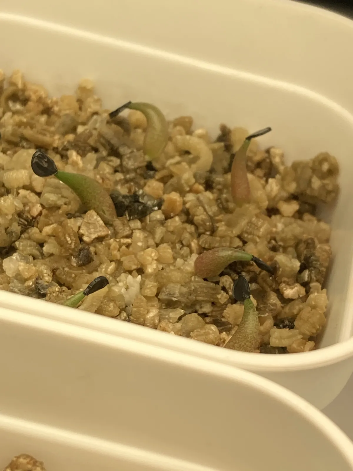Agave oteroi Lot. (アガベ オテロイ)